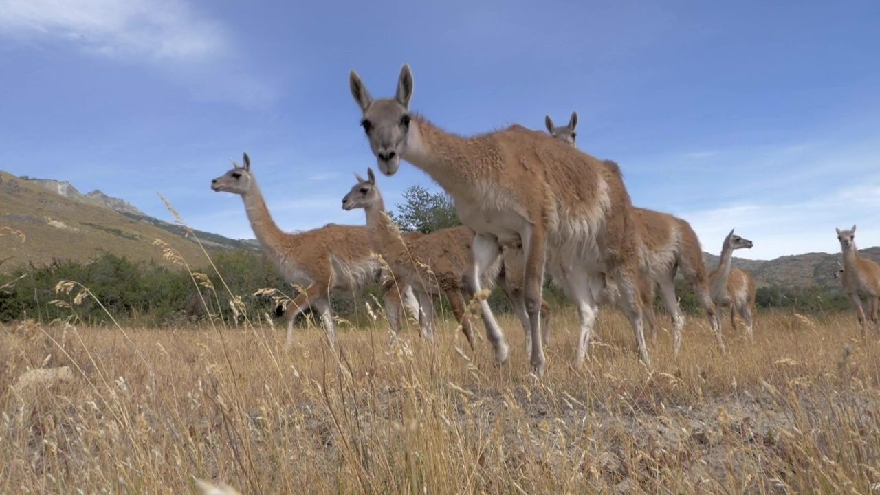 Parque Patagonia Background