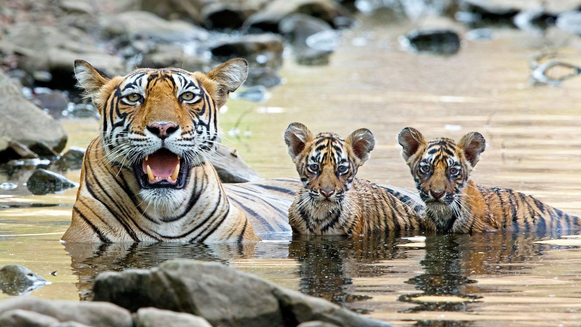 Growing Up Wild Background