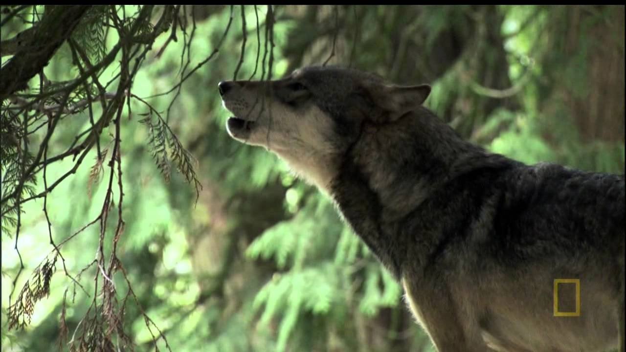 A Man Among Wolves Background
