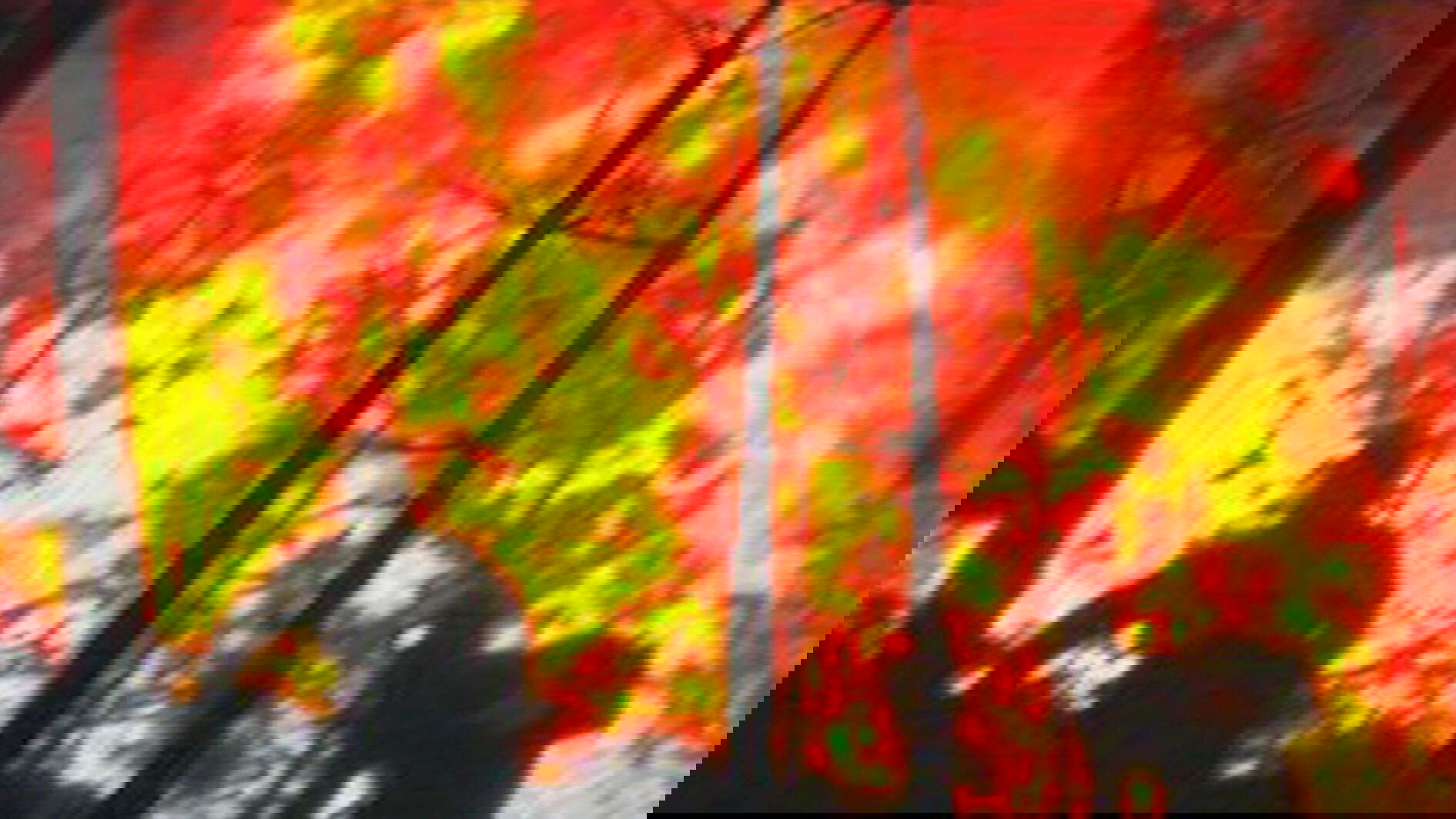 In the Line of Duty: Smoke Jumpers Background