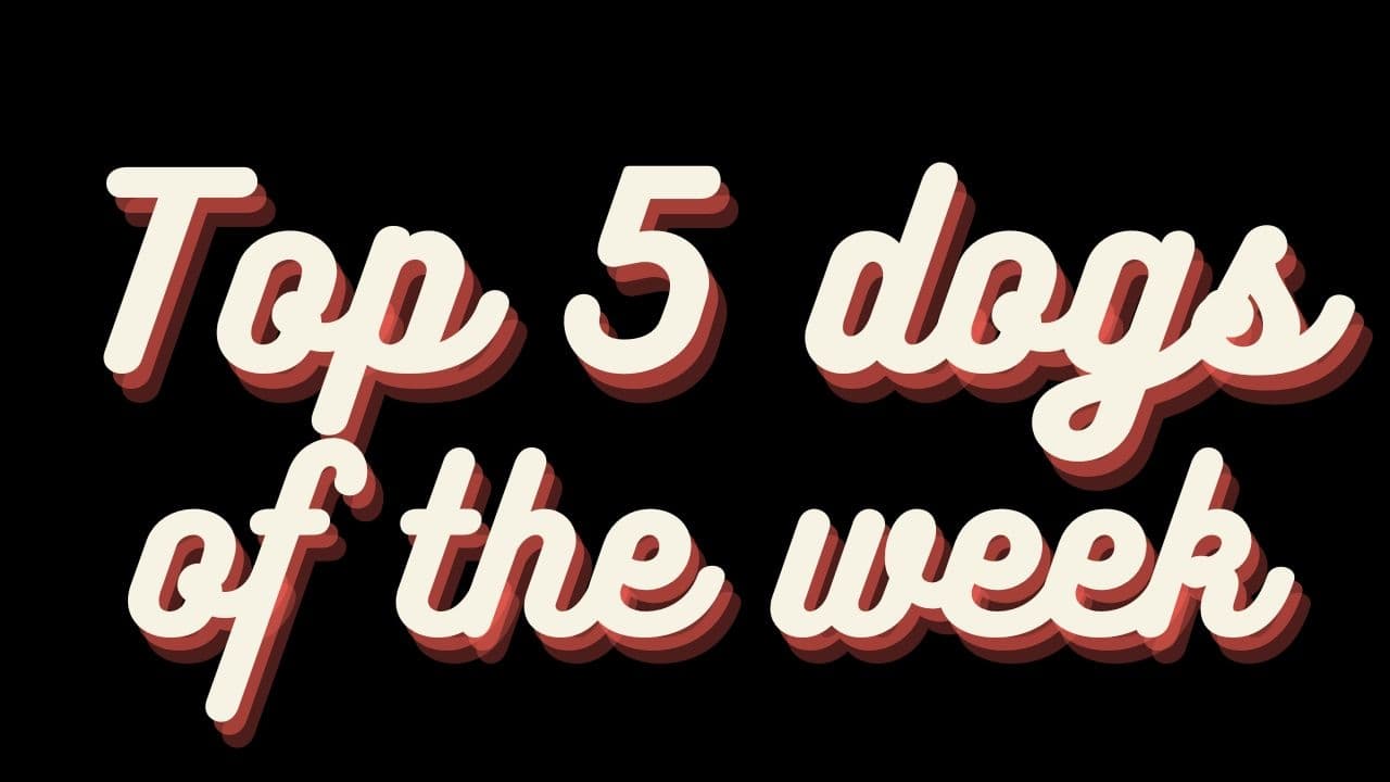 Top 5 Dogs of the weeks Background
