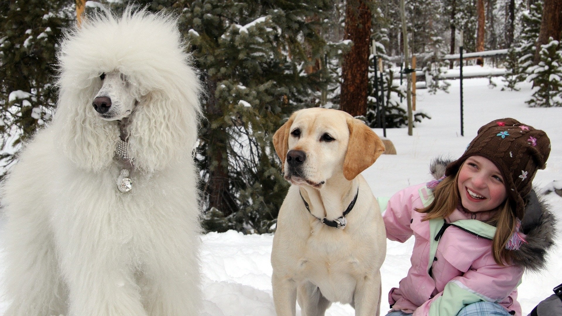 The Dog Who Saved Christmas Background
