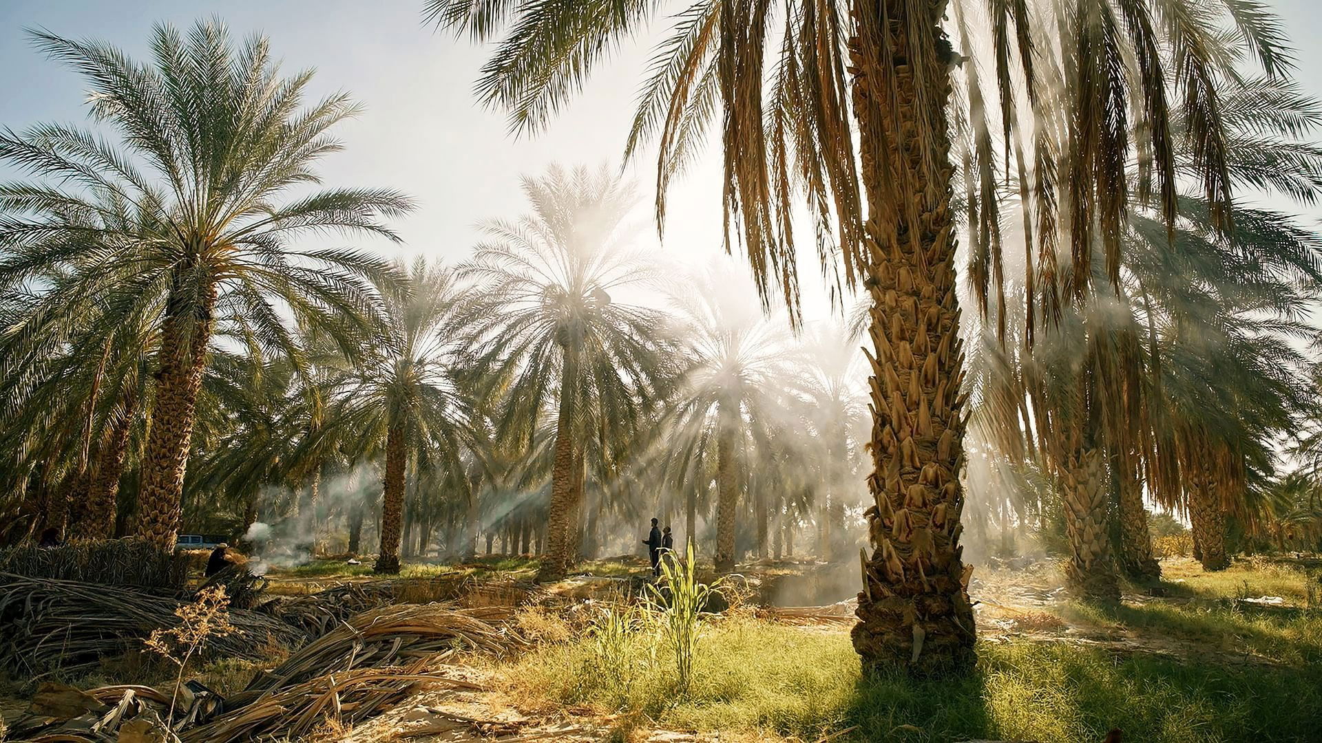 Tunisie : Une oasis dans un grain de sable Background