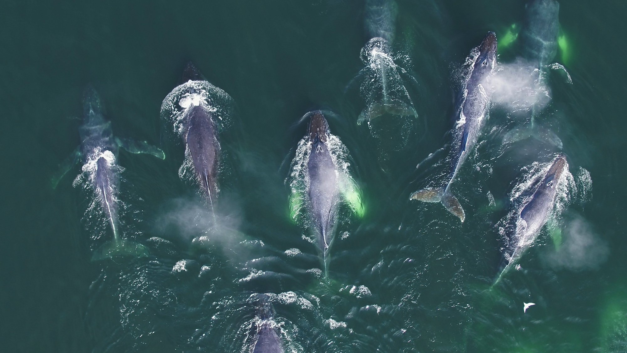 Genius Sea Hunters Background