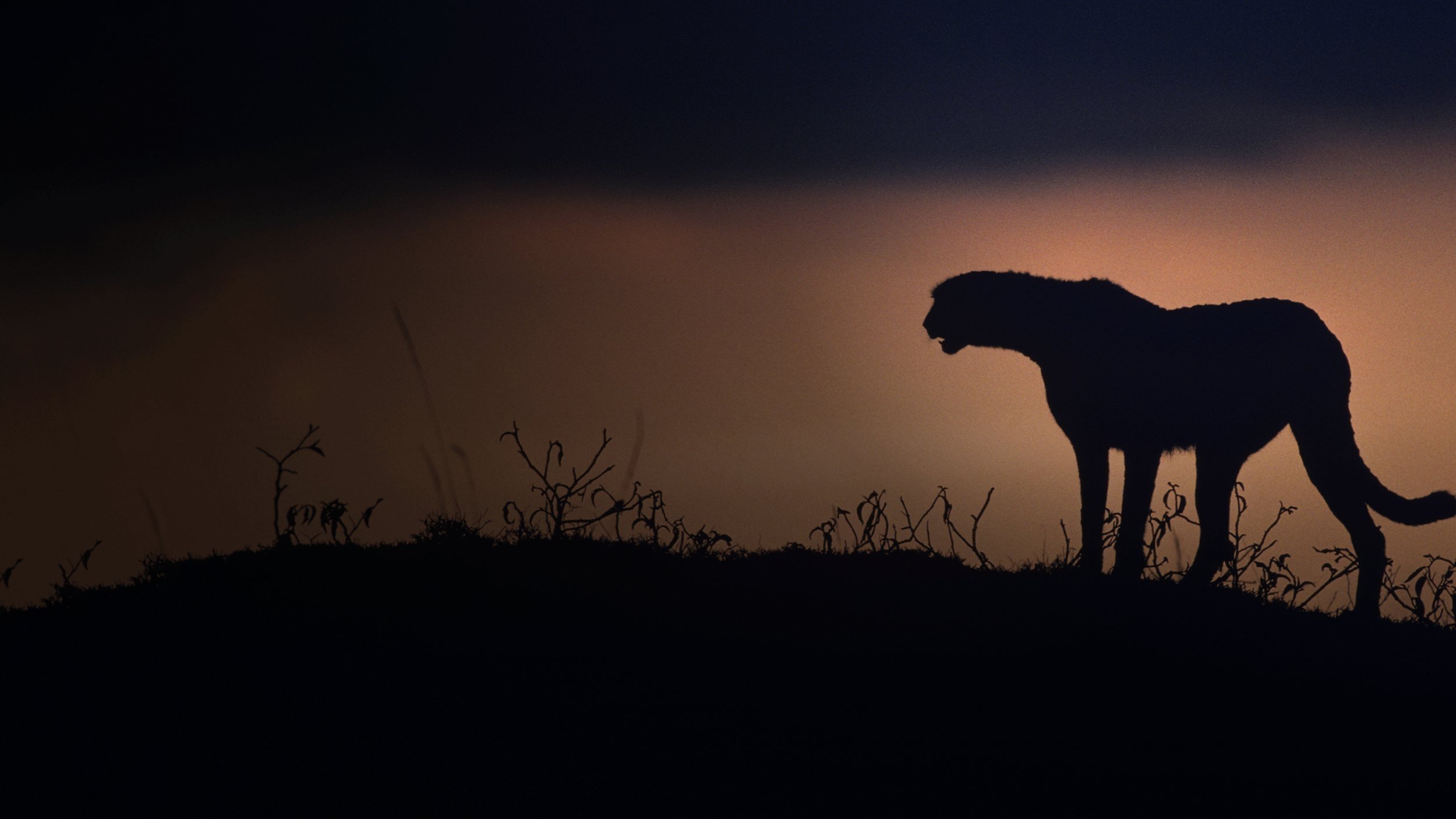 Kalahari: Land of Secret Alliances Background
