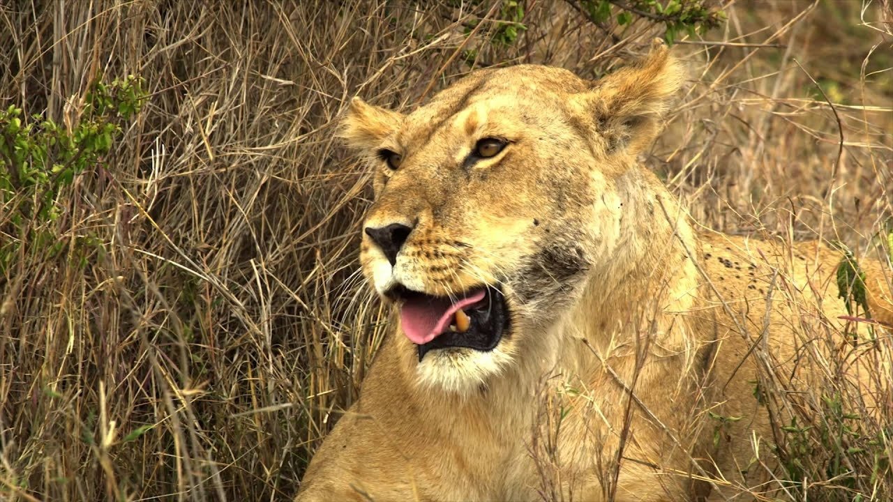 Serengeti: Nature's Greatest Journey Background