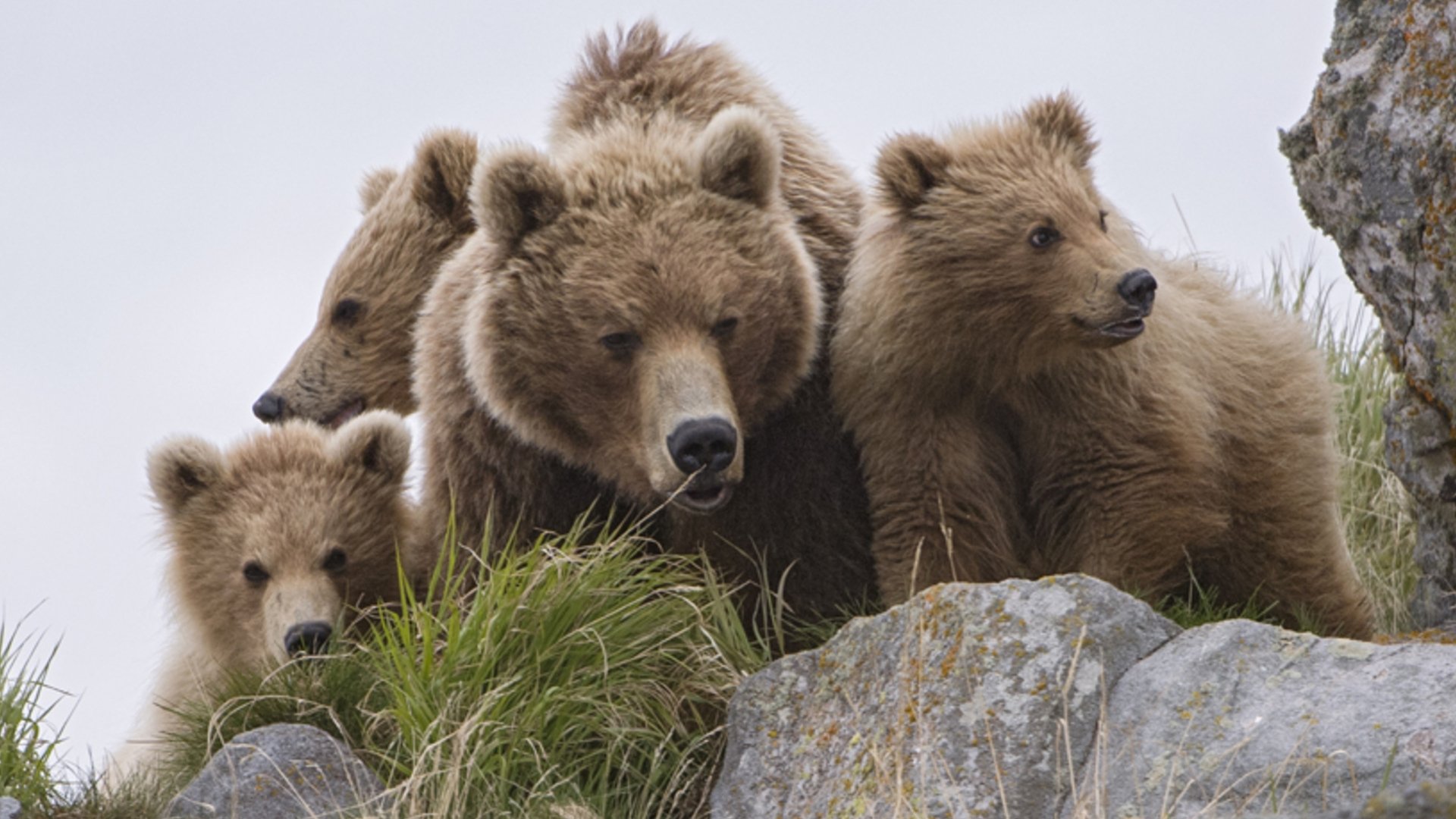 Land of the Bears Background