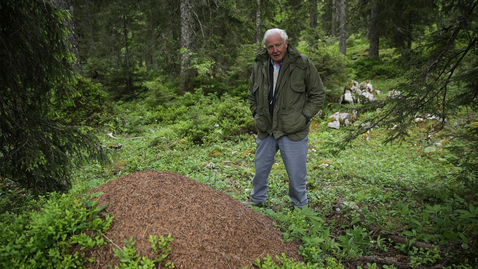 David Attenborough's Ant Mountain Background