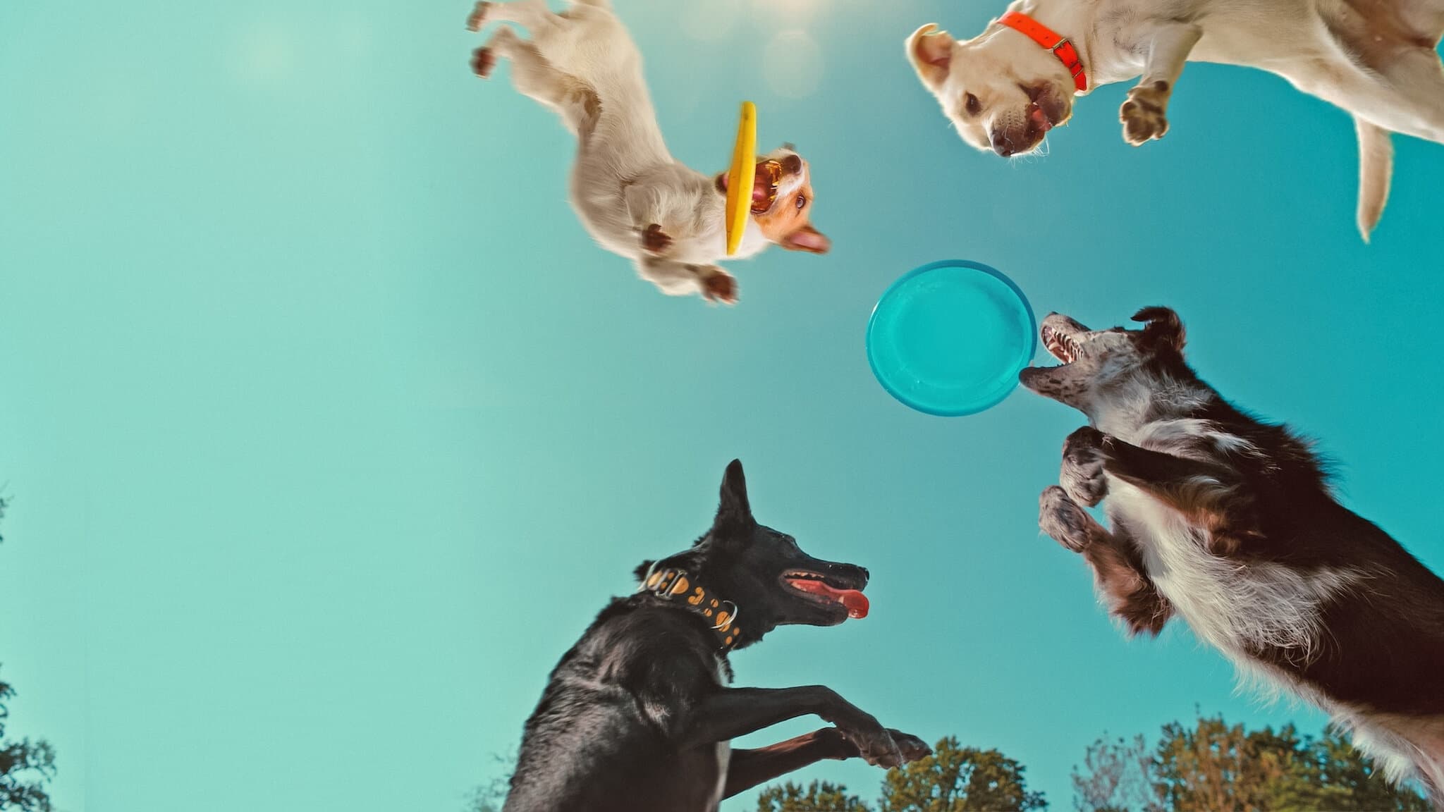 Inside the Mind of a Dog Background
