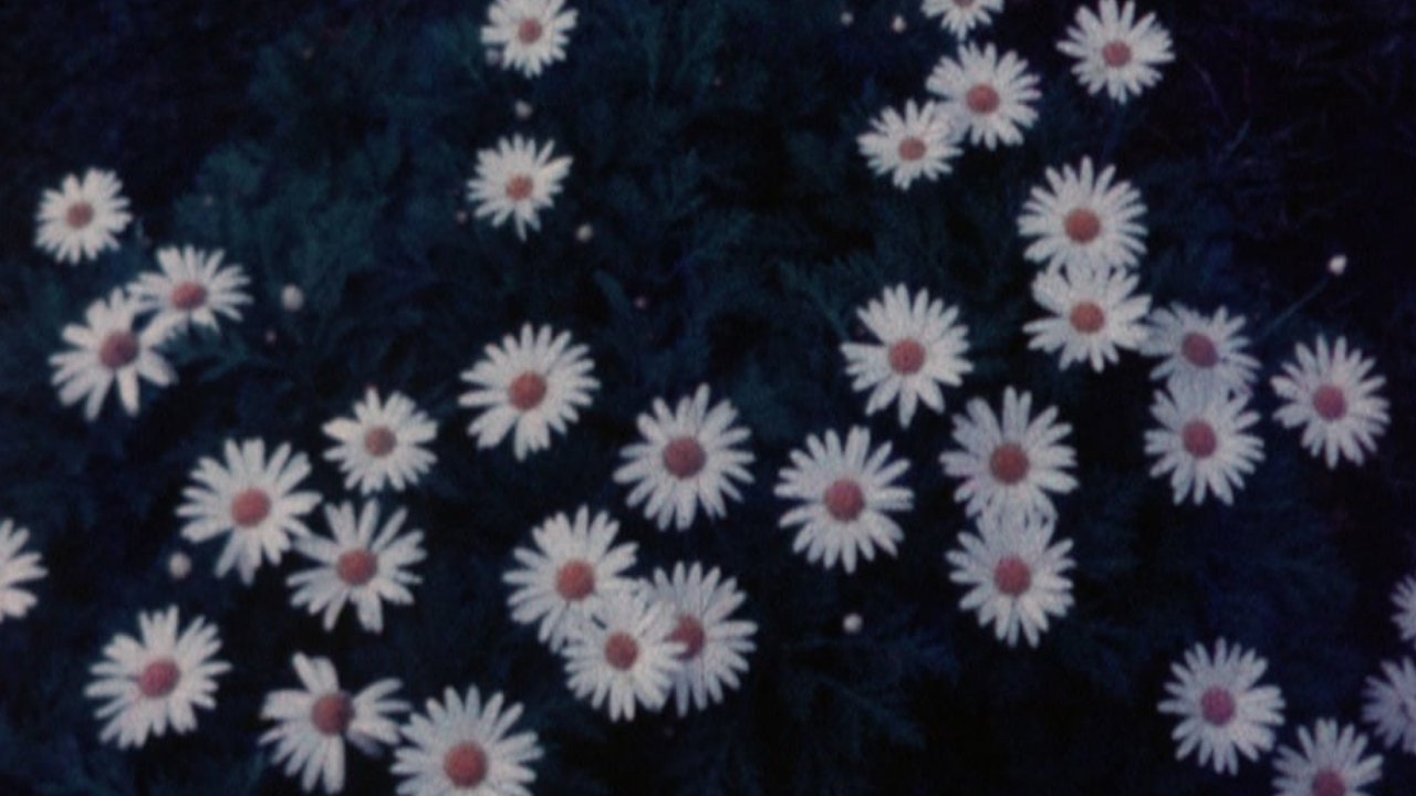Ofrenda Background