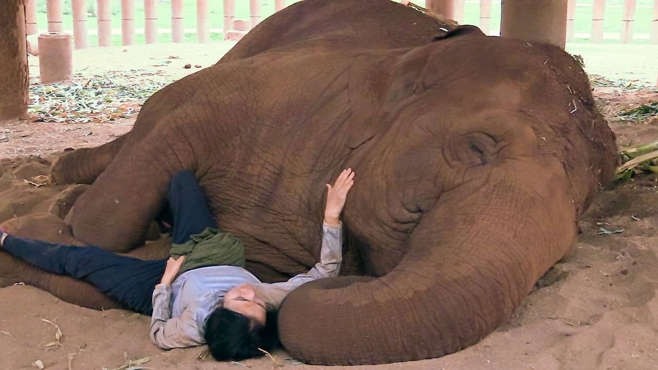 Elephant Mother Background
