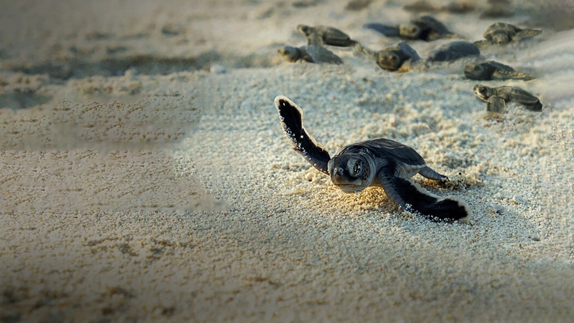 Incredible Animal Journeys Background