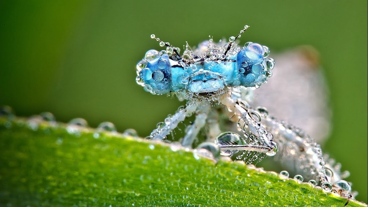 Fascinants insectes Background