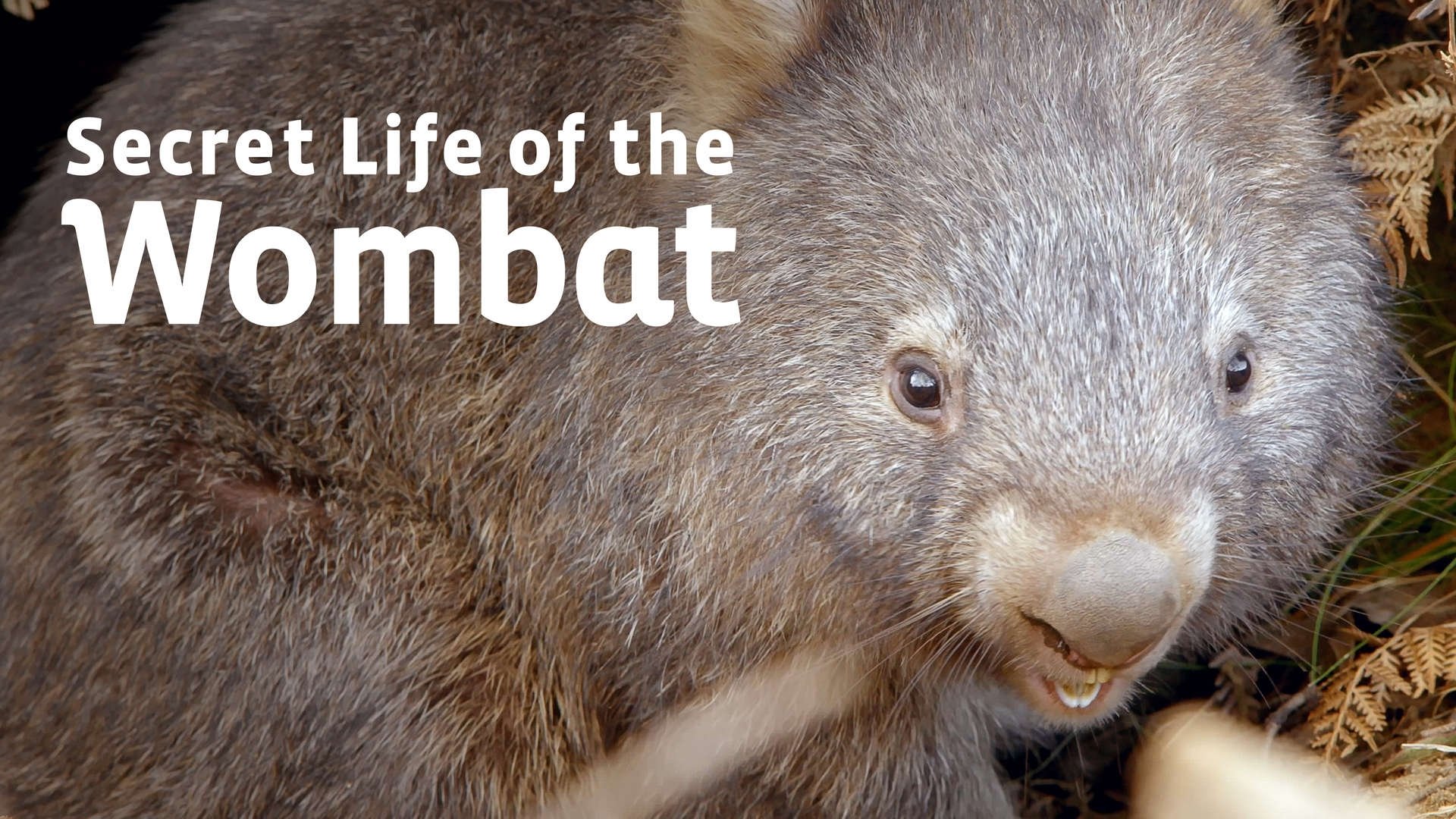 Secret Life of the Wombat Background