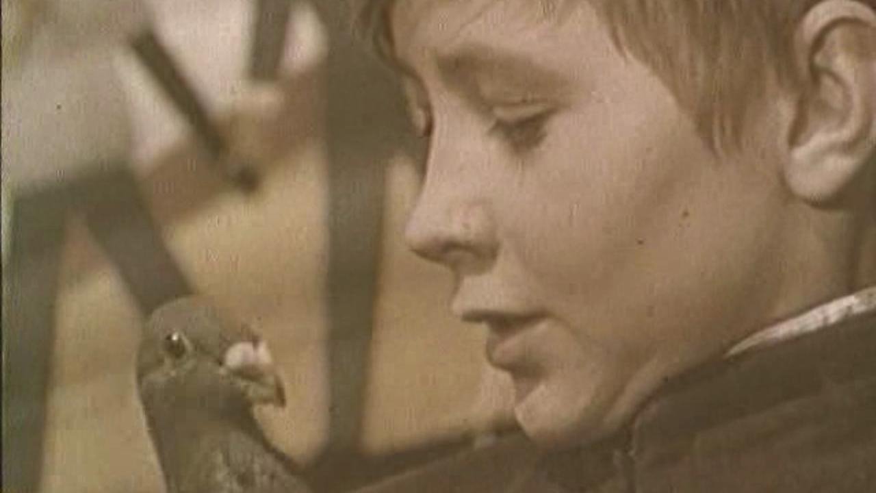 The Boy and the Pigeon Background
