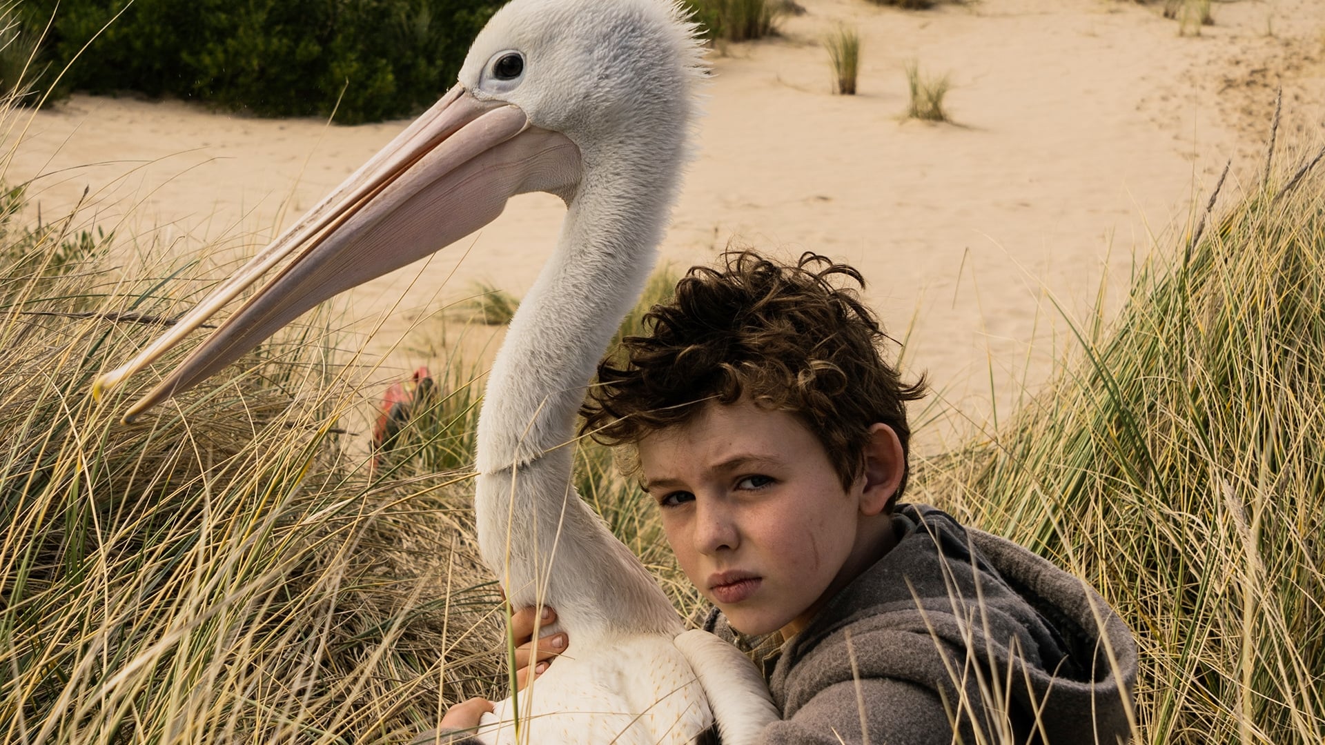 Storm Boy Background