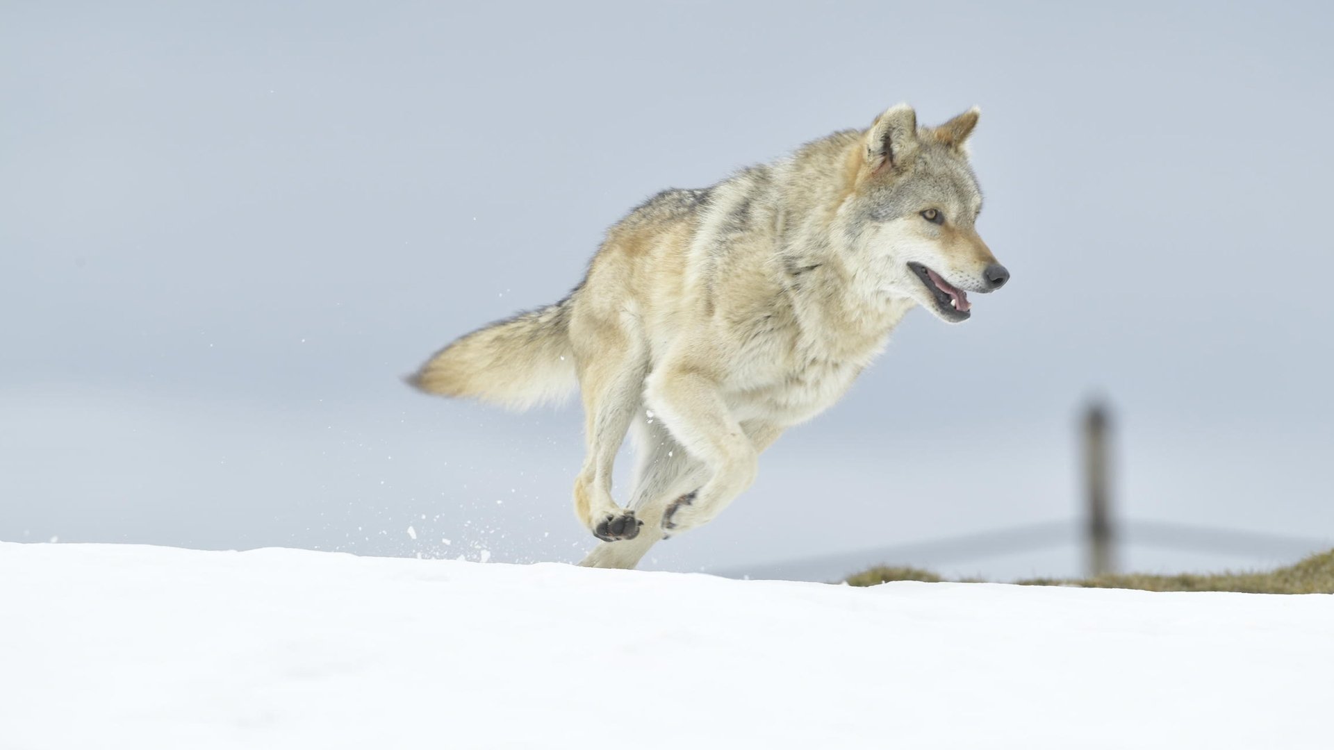 A Wolf's Journey Background