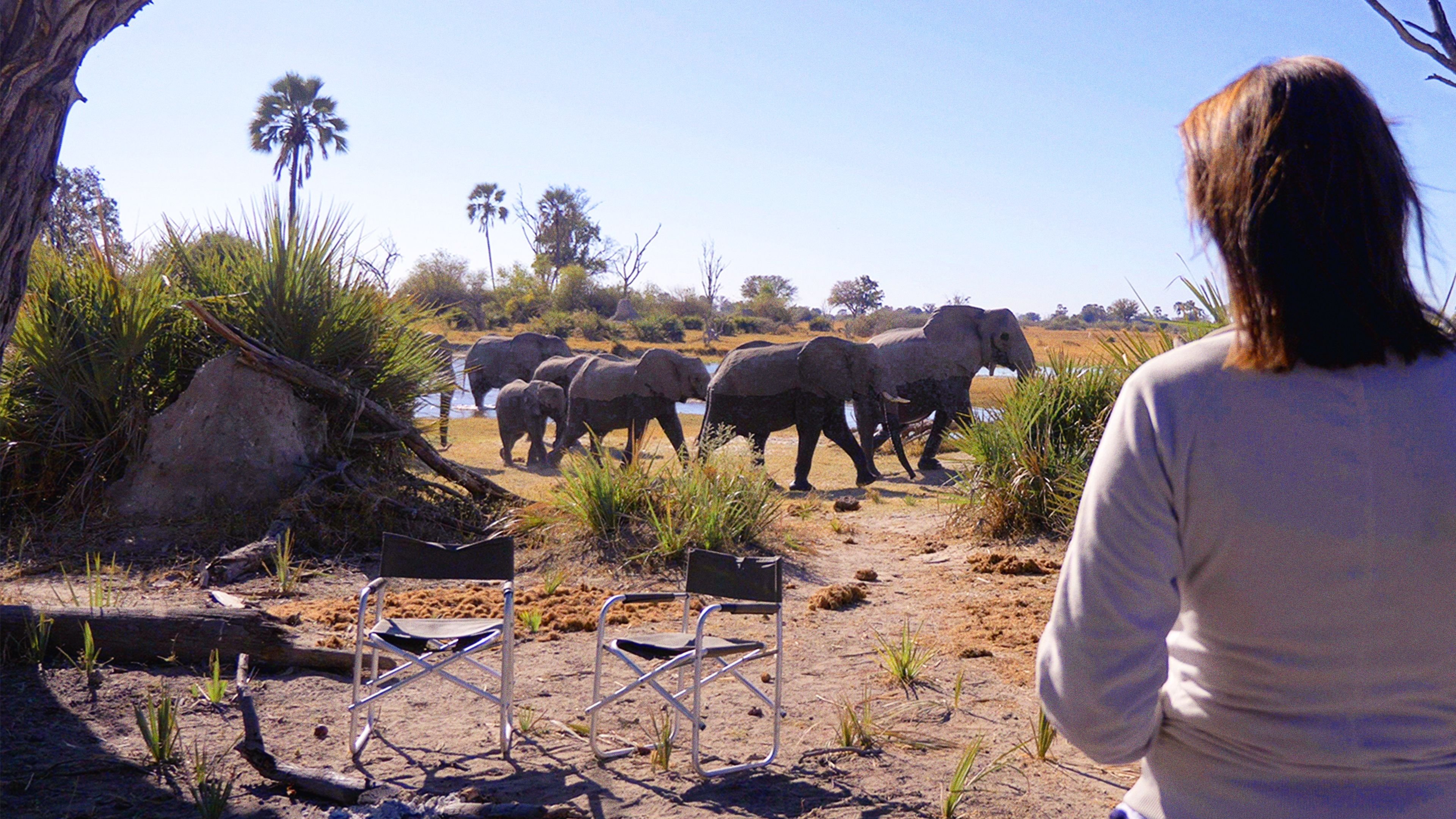 In the Footsteps of Elephant Background
