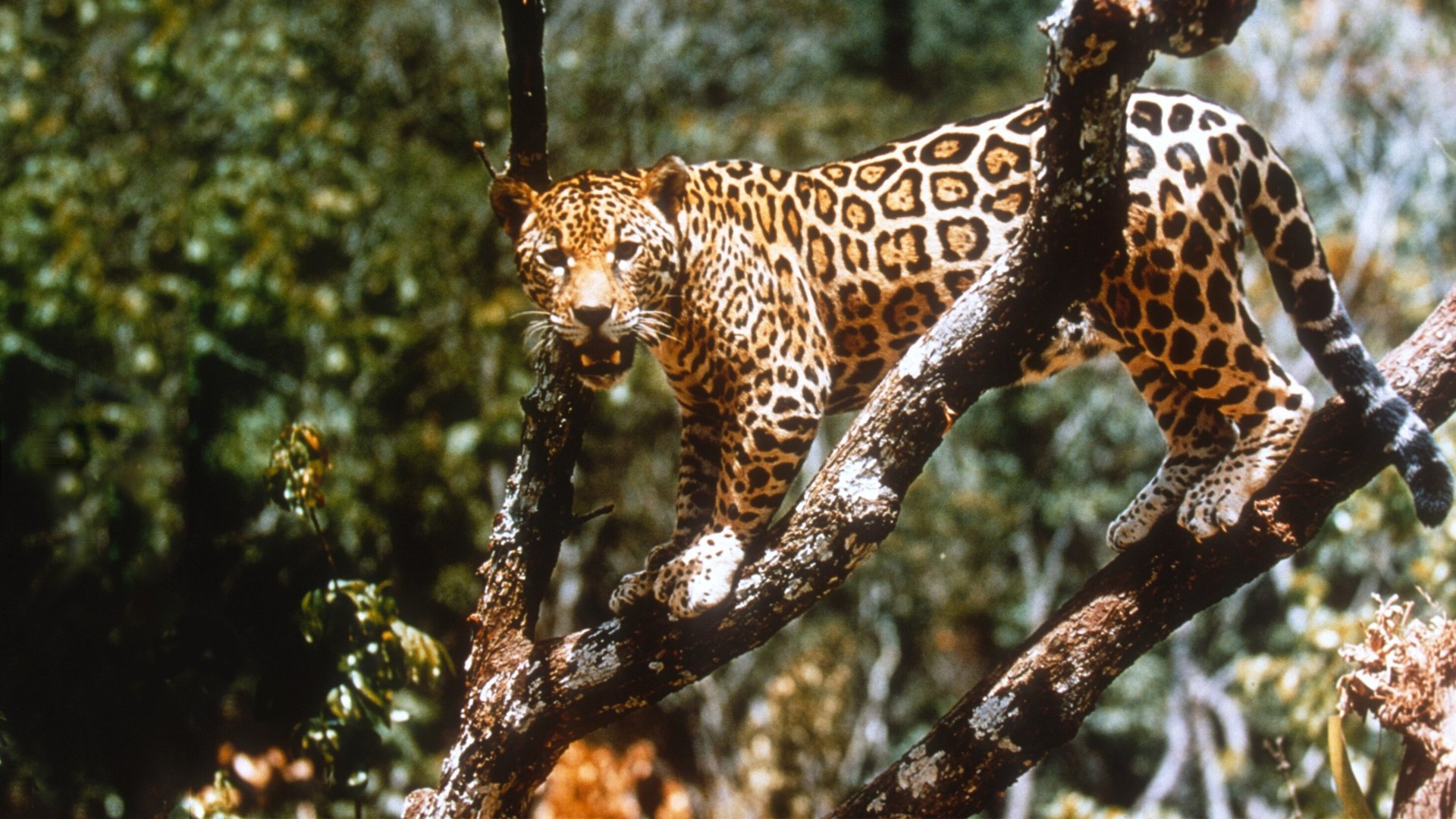 Jungle Cat Background