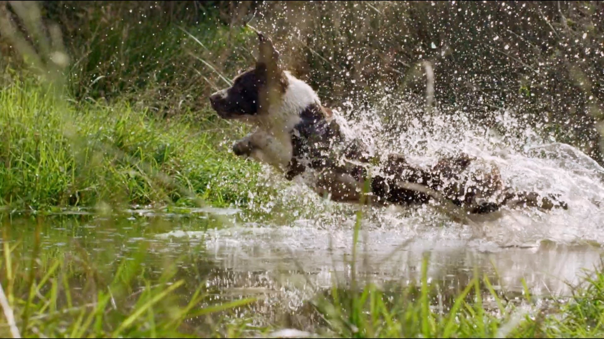 The Secret Life of Dogs Background