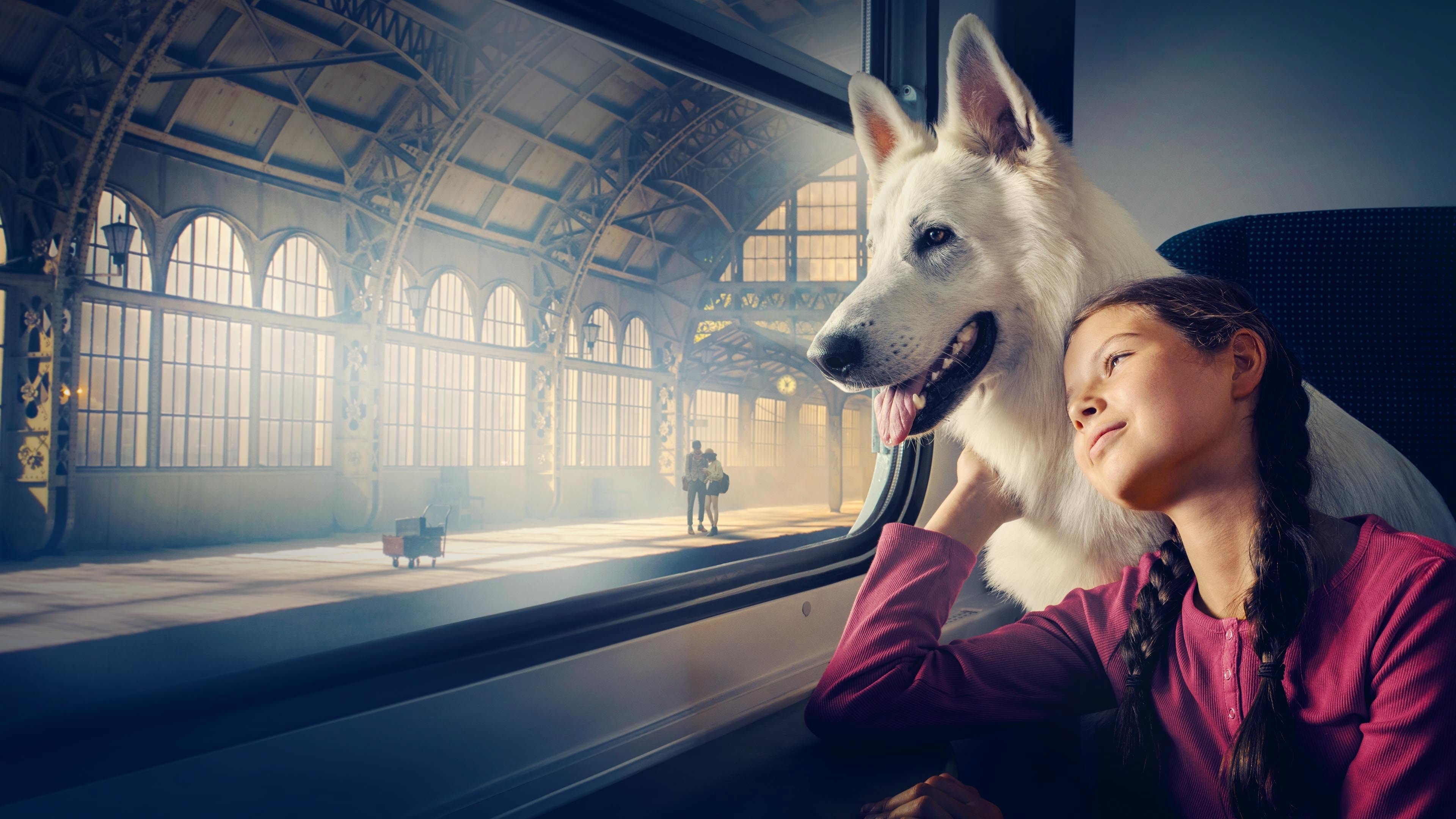 The Travelling Dog Background