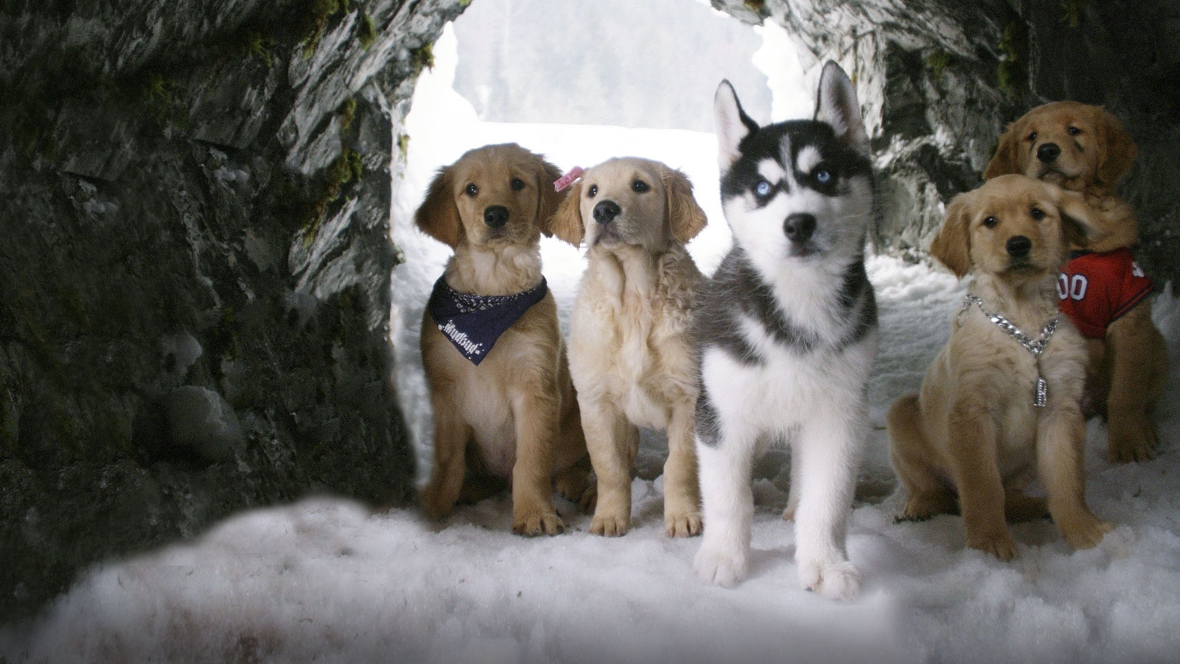 Snow Buddies Background