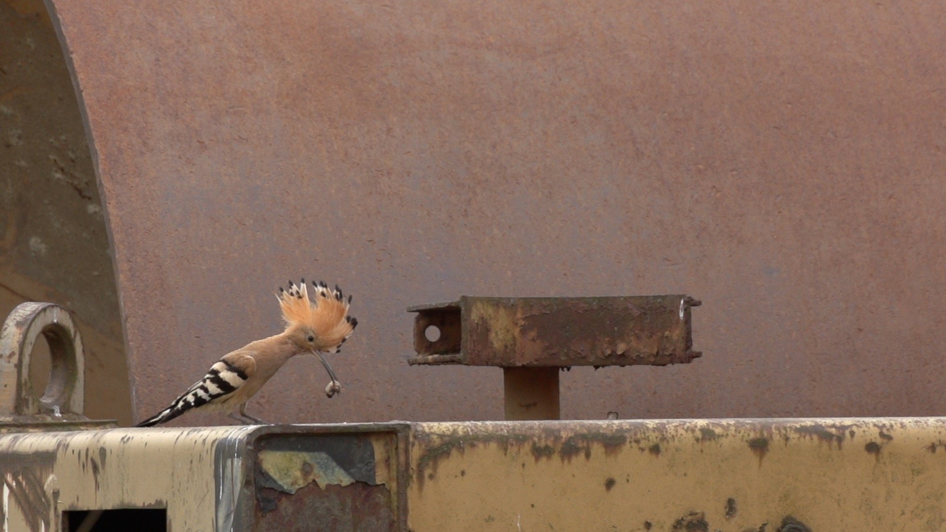Forbidden Zone - Wildlife on the Battlefield Background