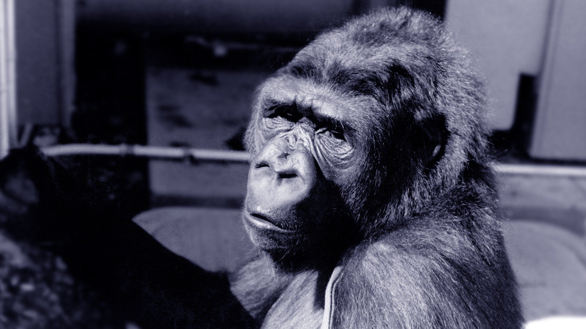 Koko: A Talking Gorilla Background