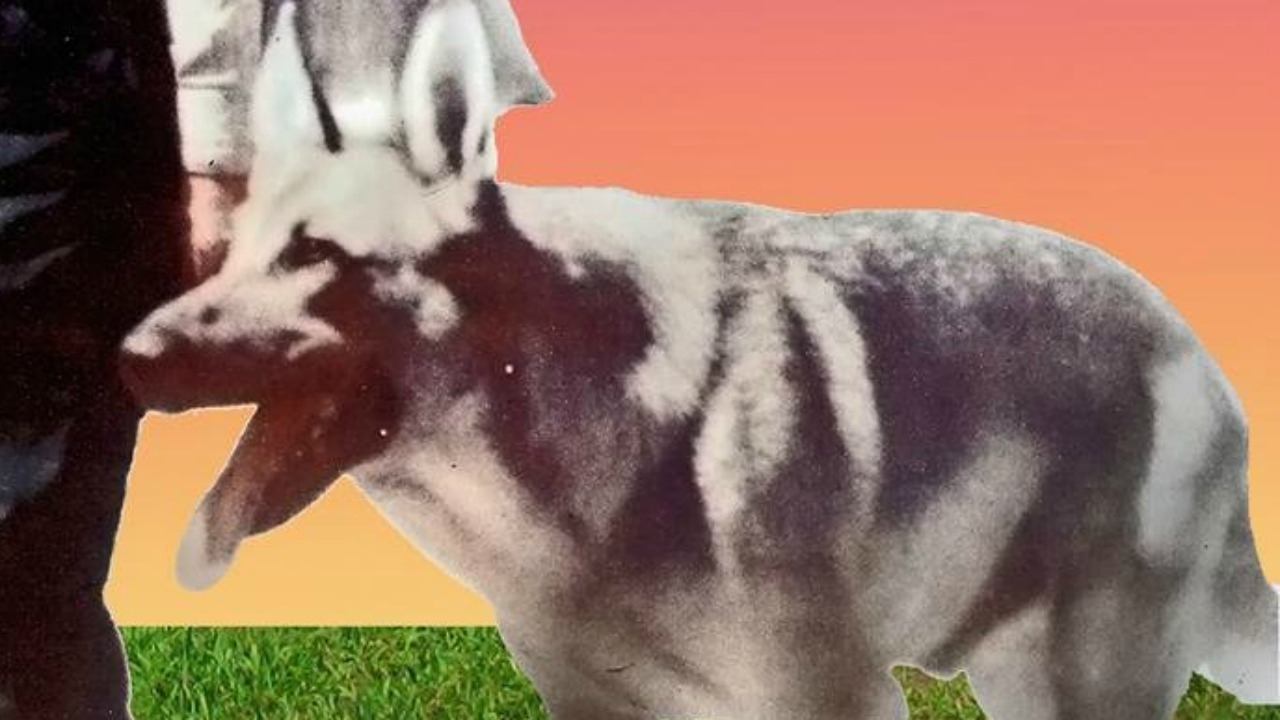 My Dog Shep Background