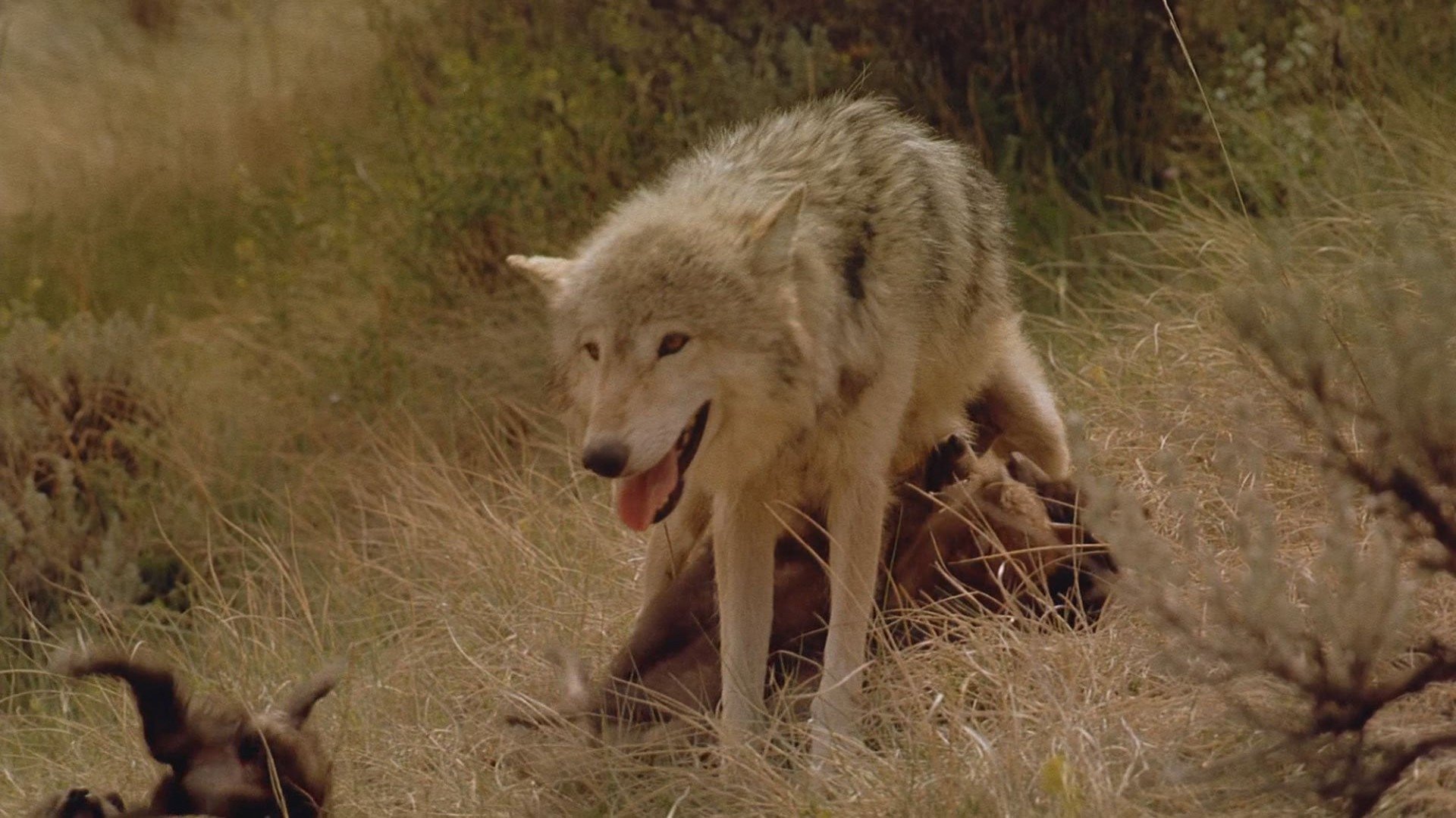 Wolves Background