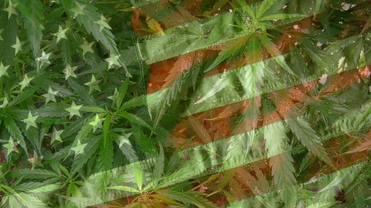 Grass Background