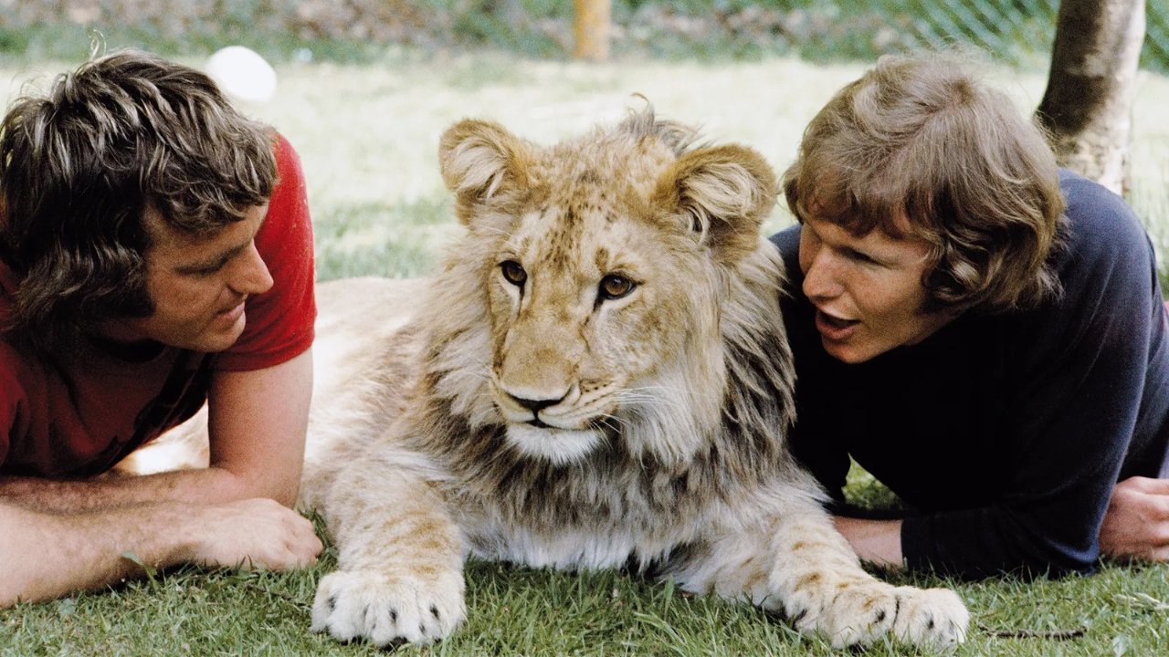 A Lion Called Christian Background