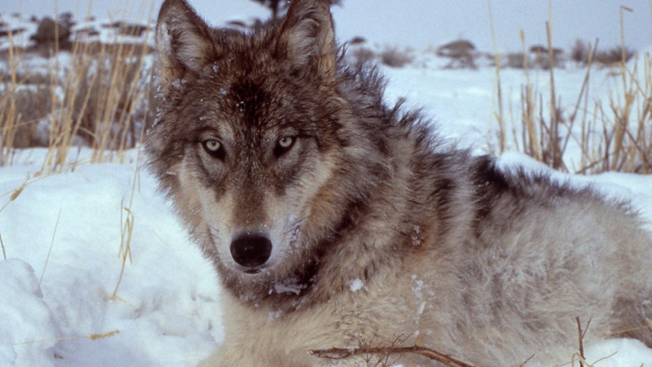 Yellowstone: The Mystery of the Wolves Background