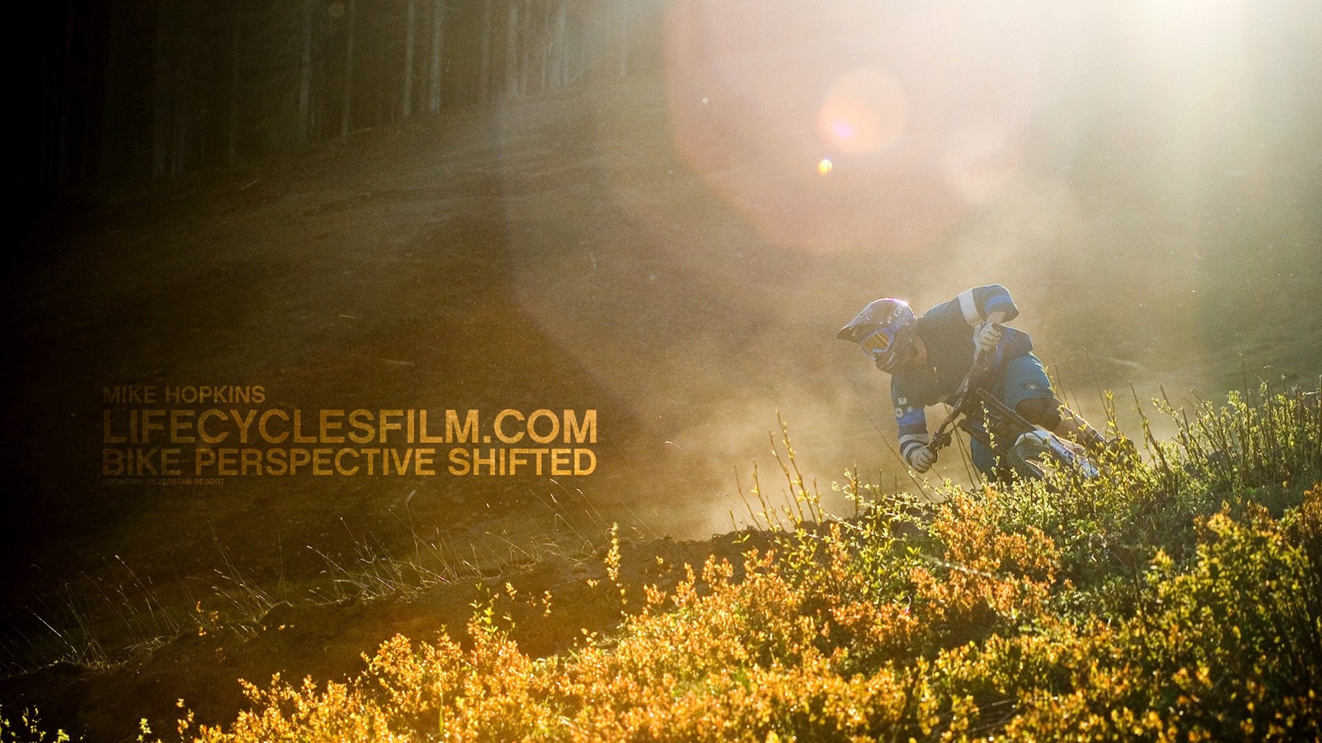 Life Cycles Background