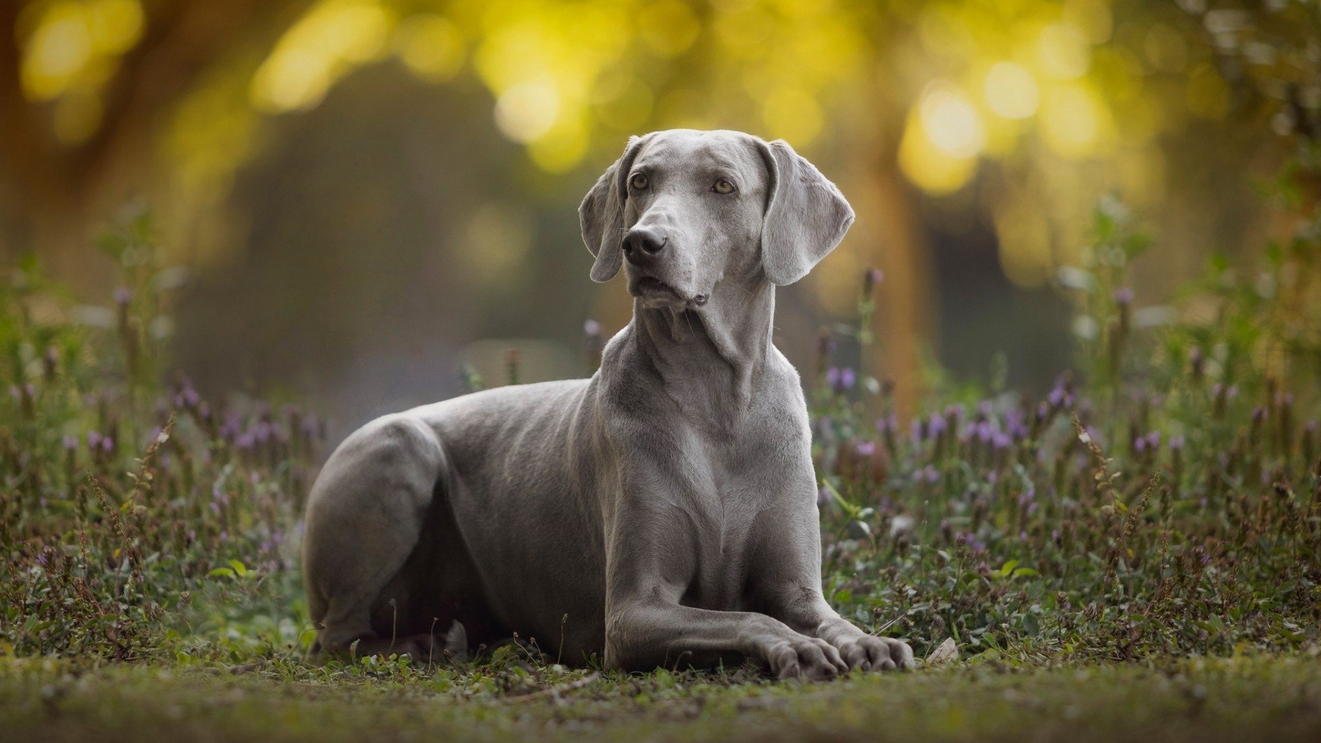 Dogs 101 Background