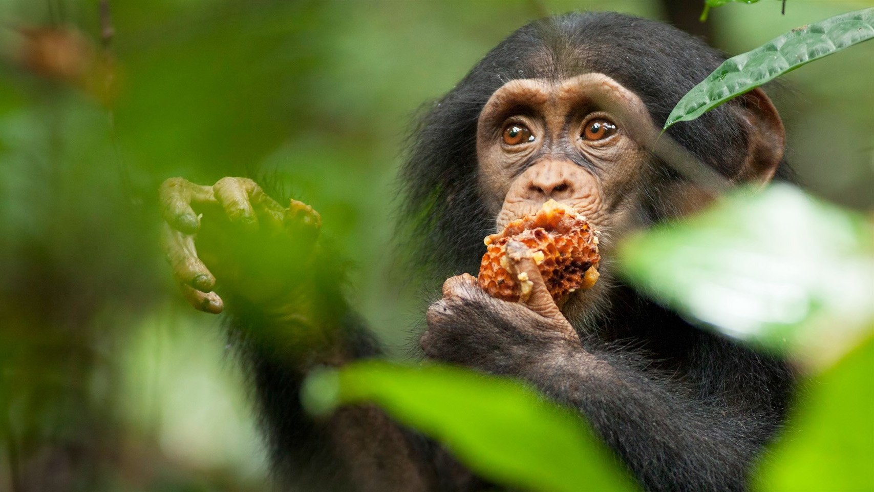 Chimpanzee Background