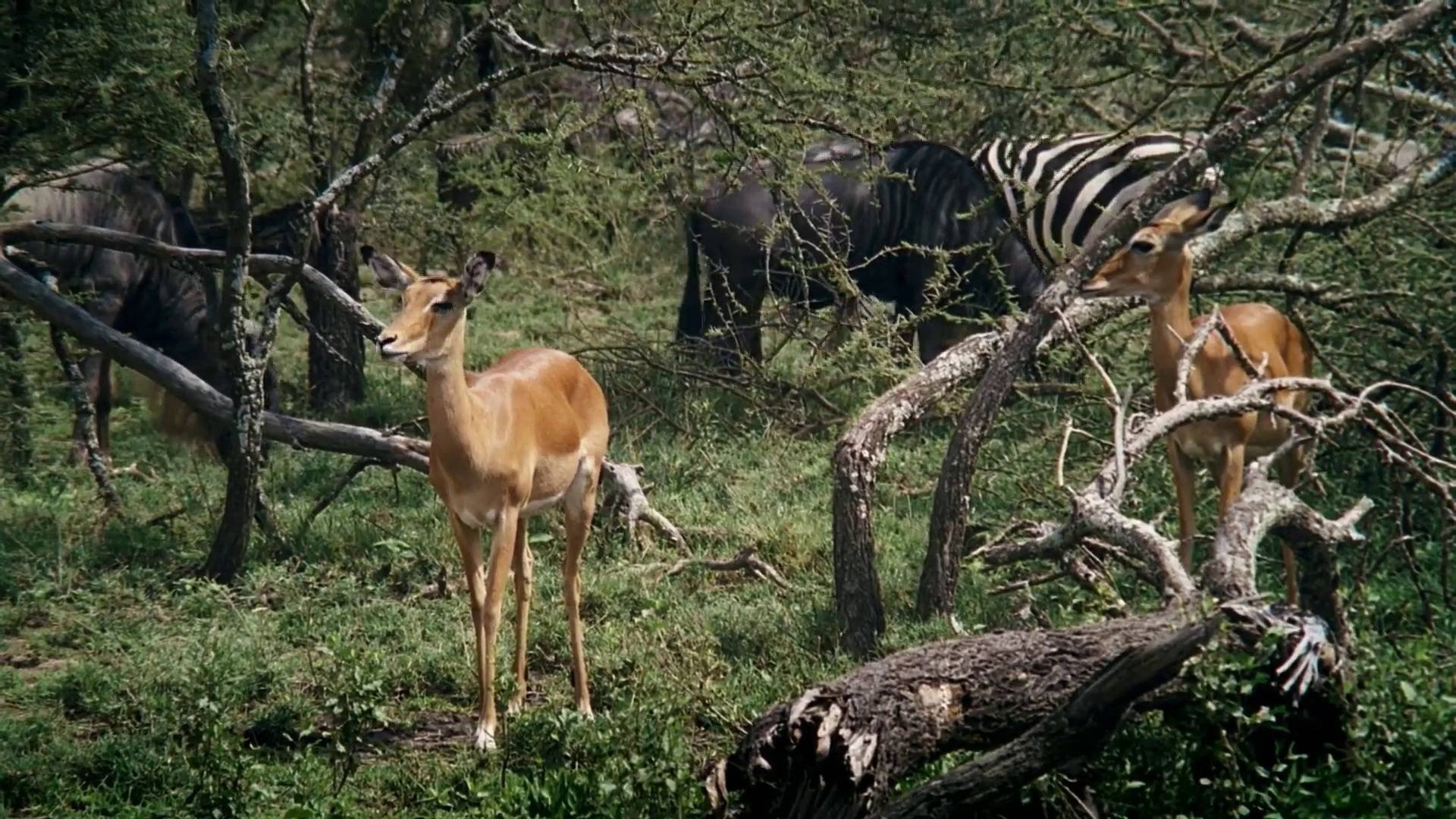 African Bambi Background