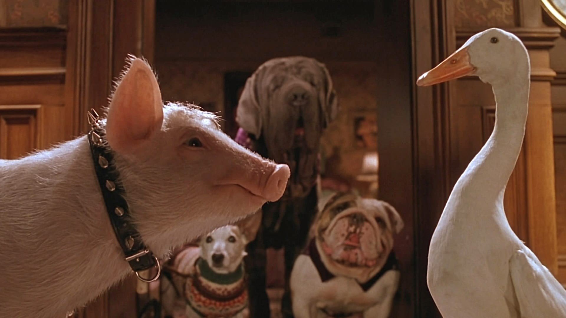 Babe: Pig in the City Background