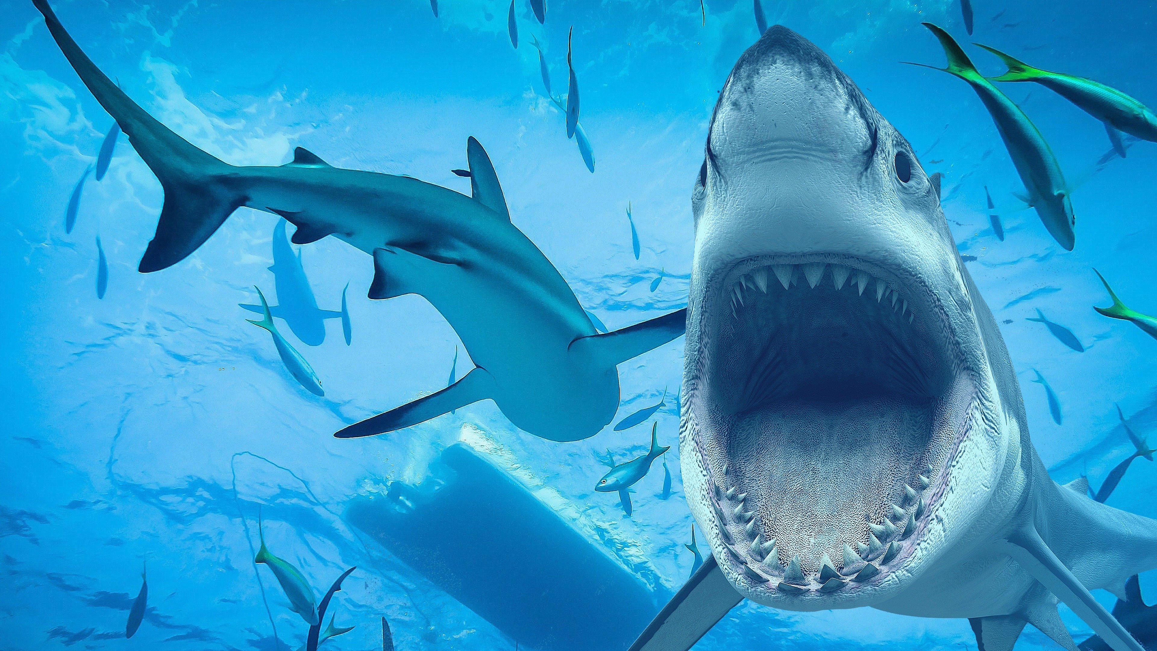 Sharks: Monster of the Media Background