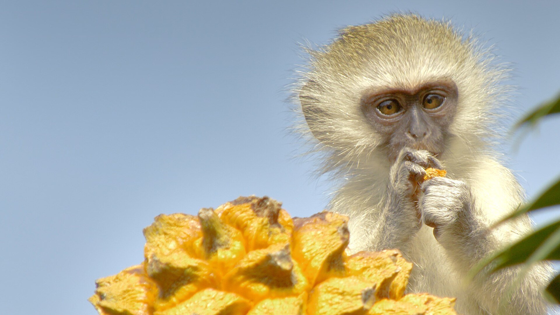 Africa's Hidden Kingdoms Background