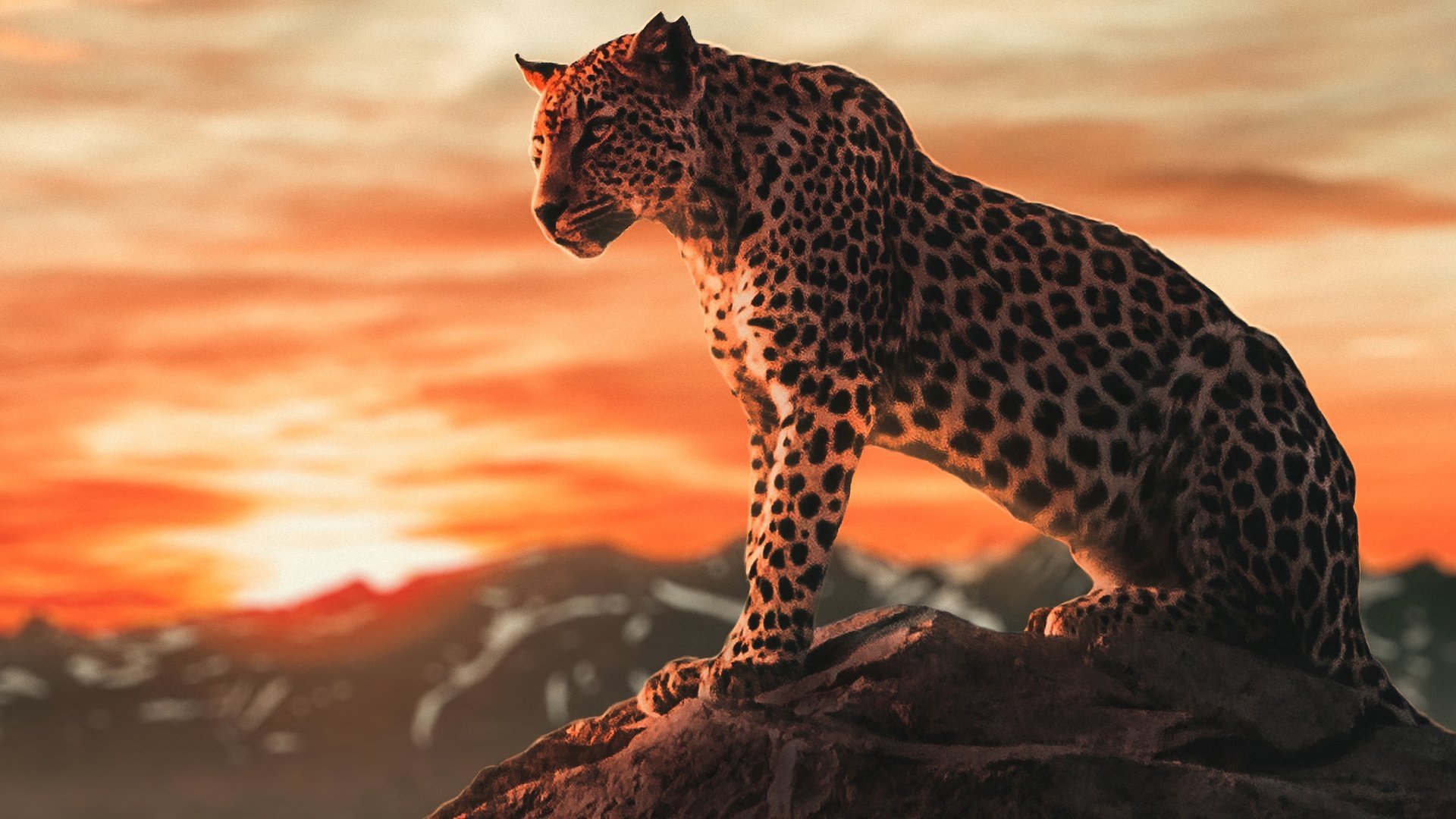 Les Petits Animaux Sauvages Background