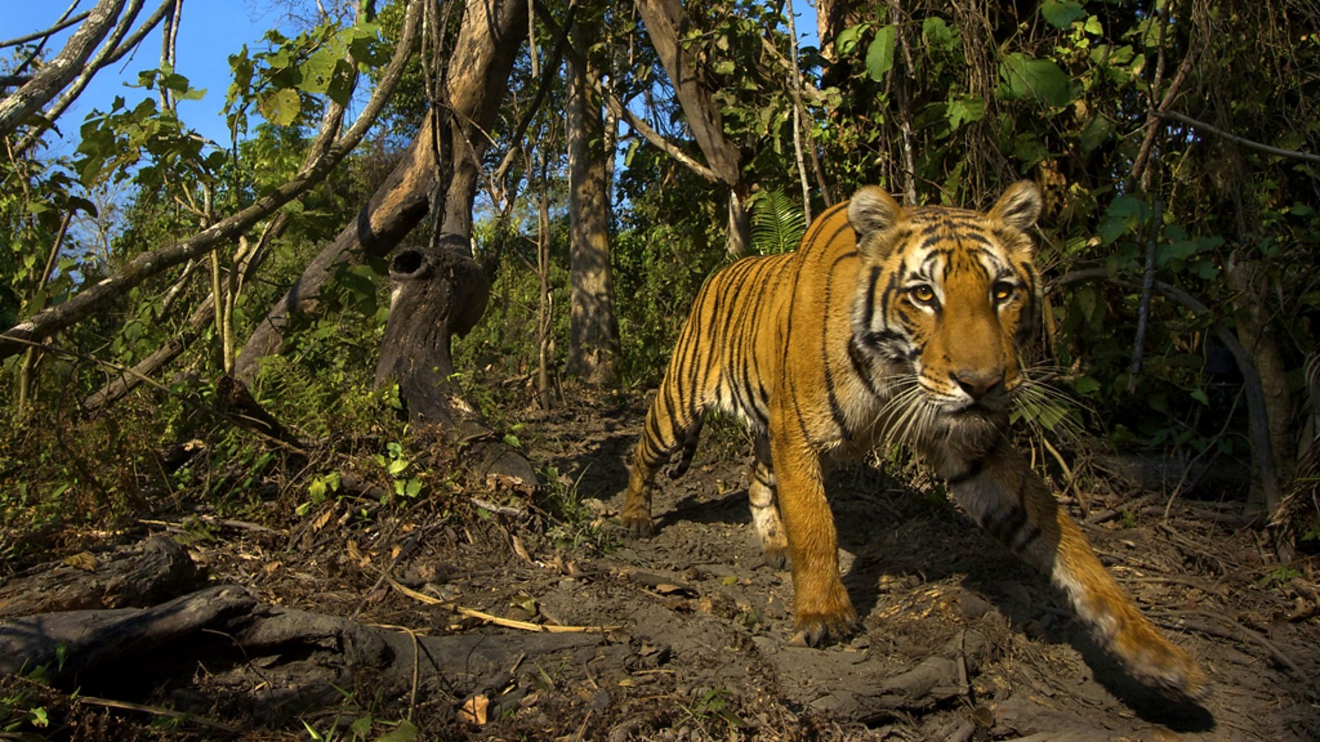 Lost Land of the Tiger Background