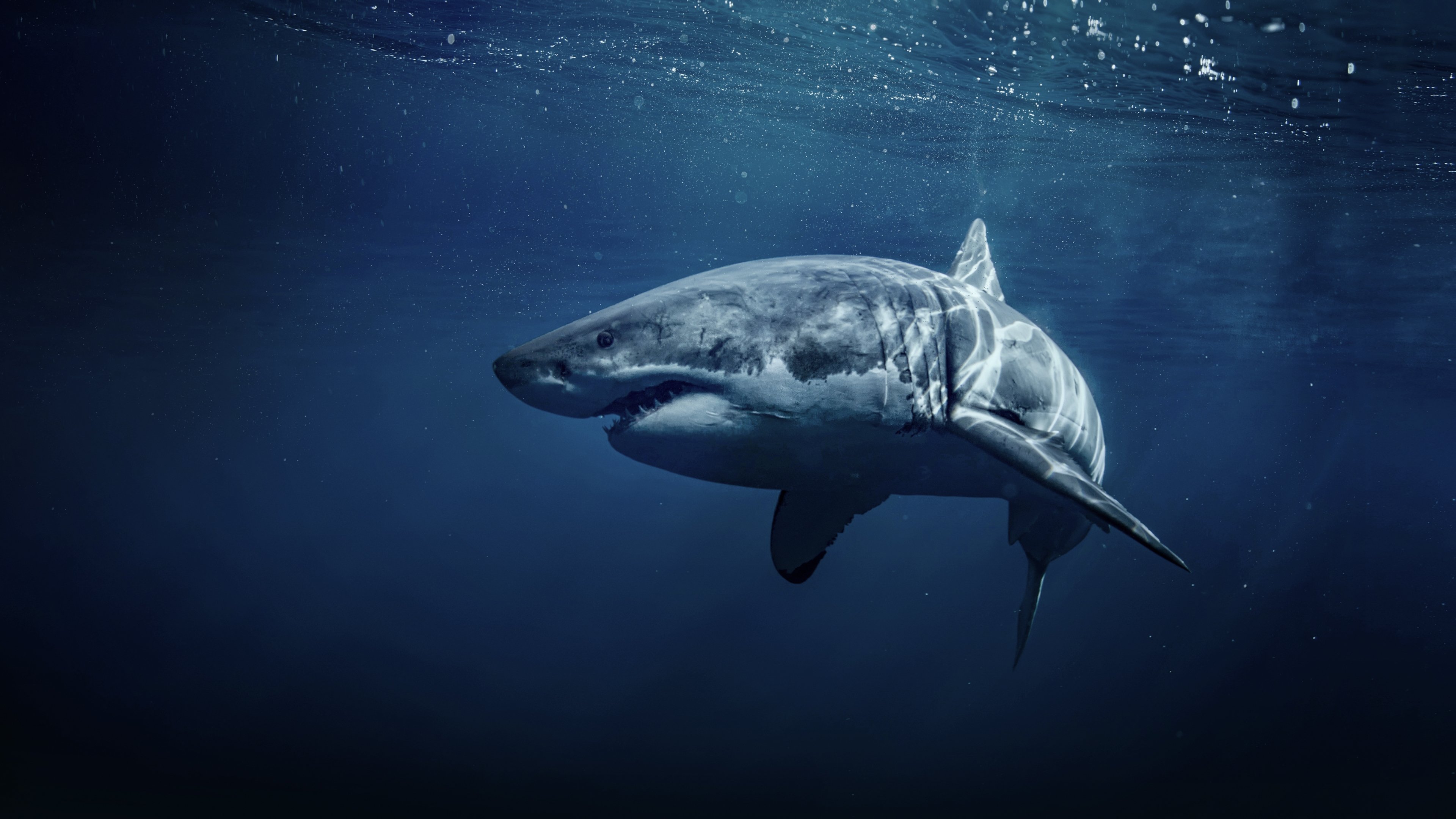 50 Shades of Sharks Background