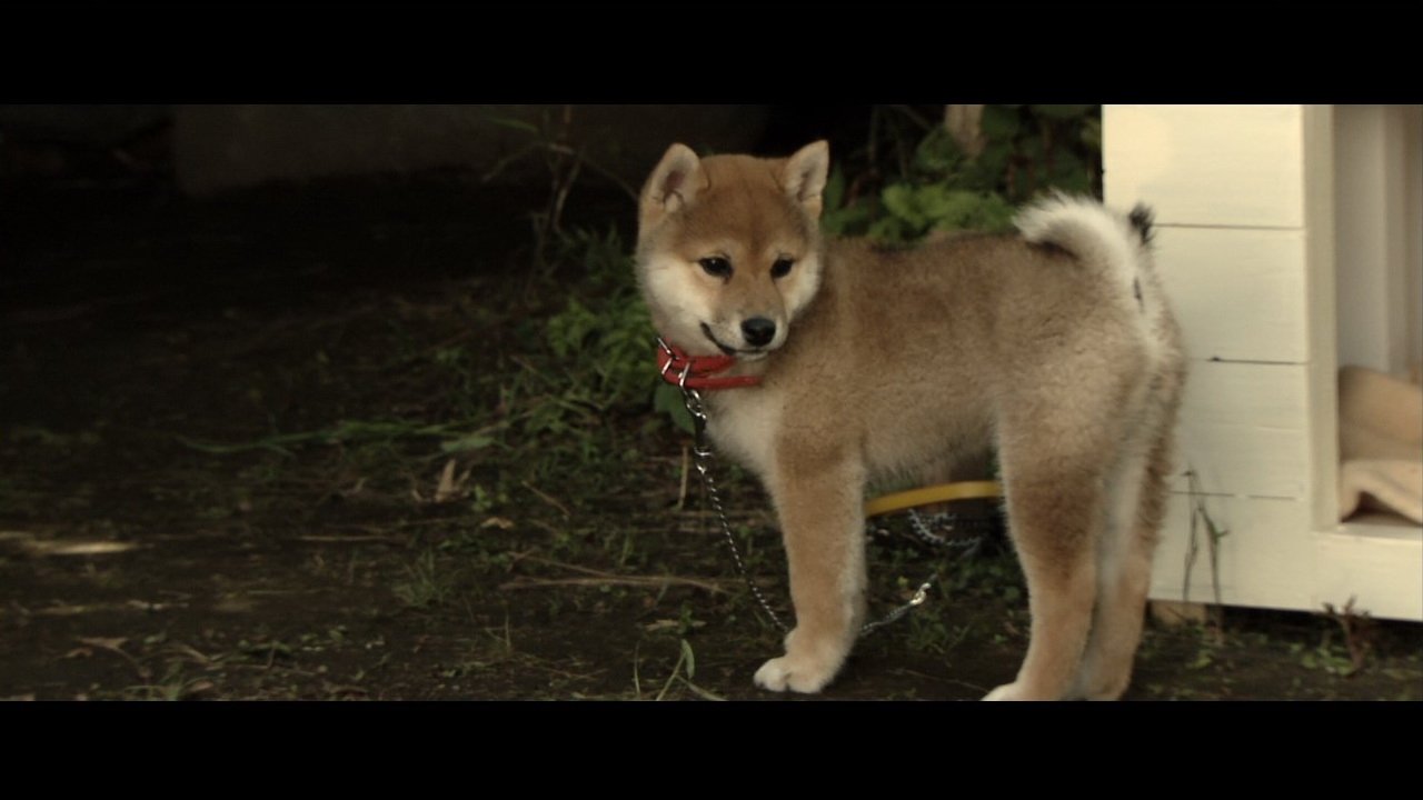 Happy Together –All About My Dog– Background