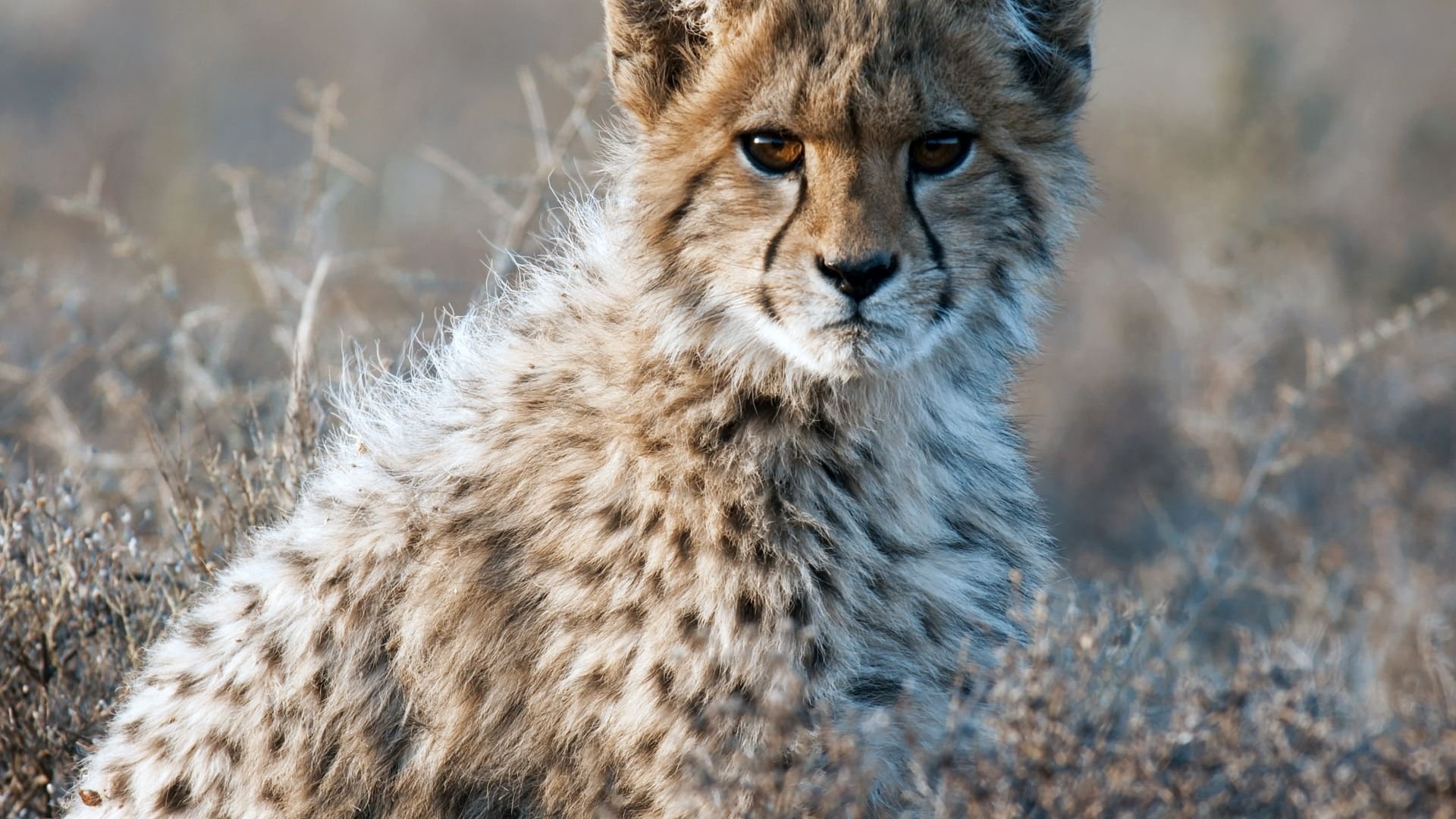 Cheetahs United Background
