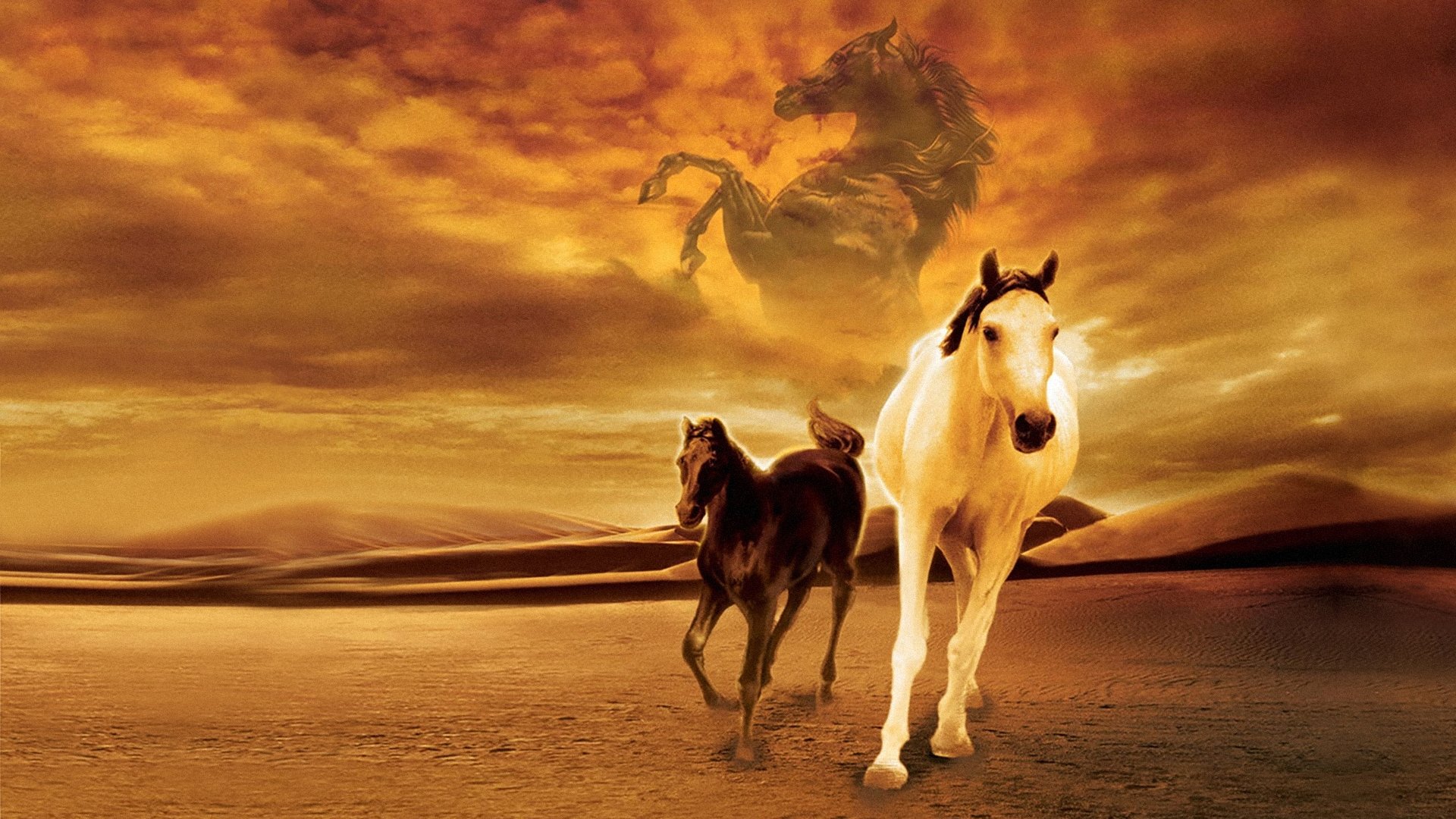 Young Black Stallion Background