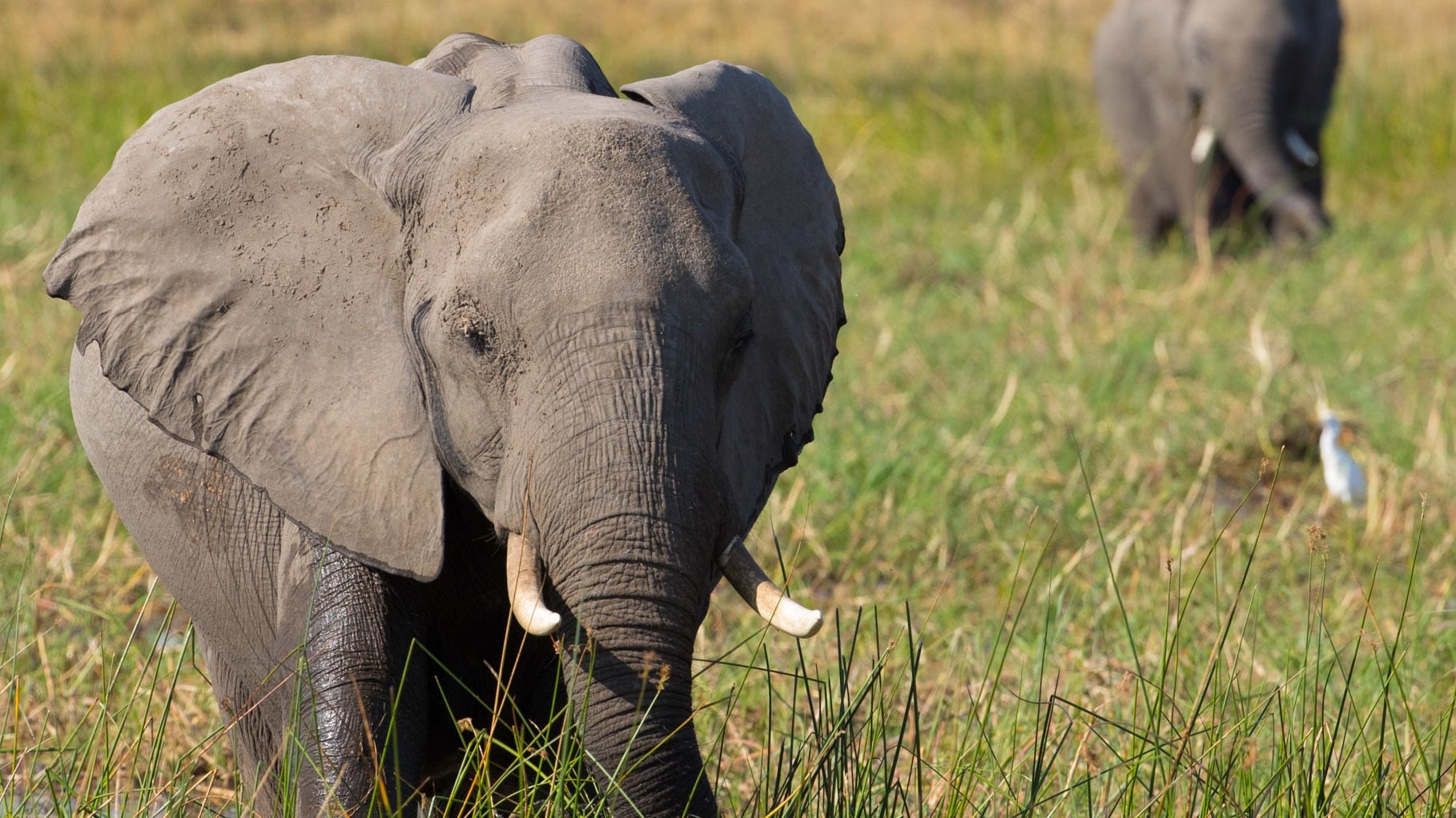 Elephant Background