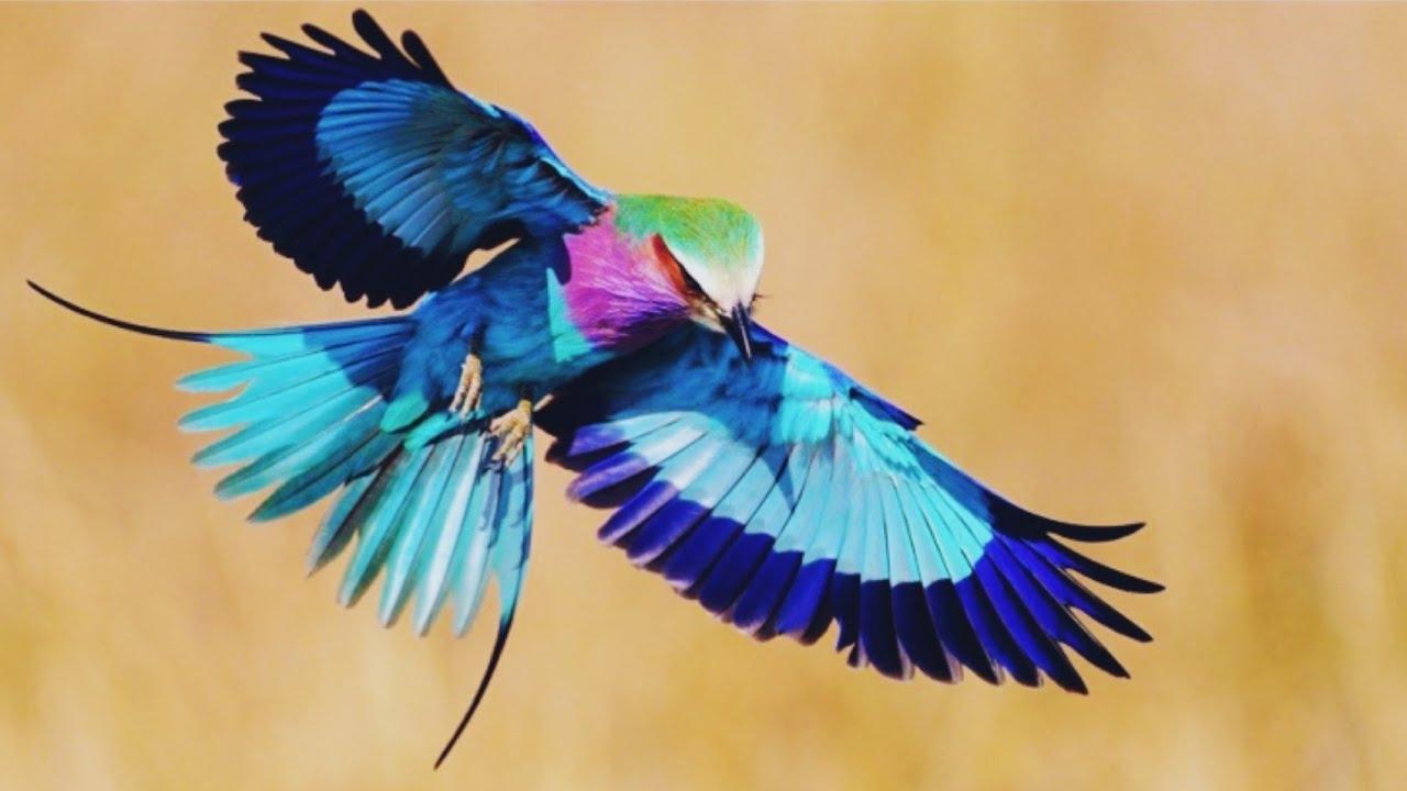 Birds Background