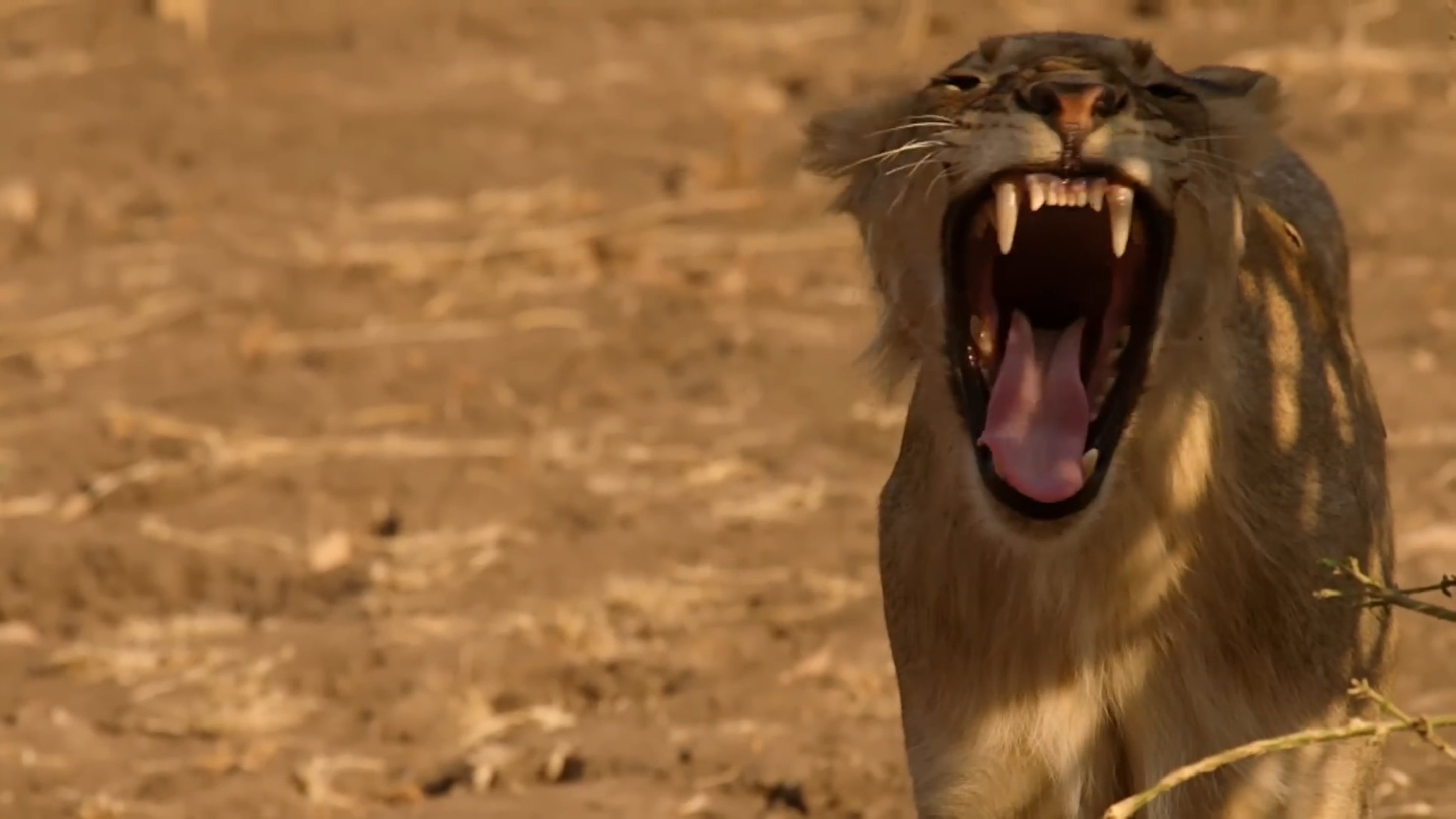 Lion Country: Night and Day Background