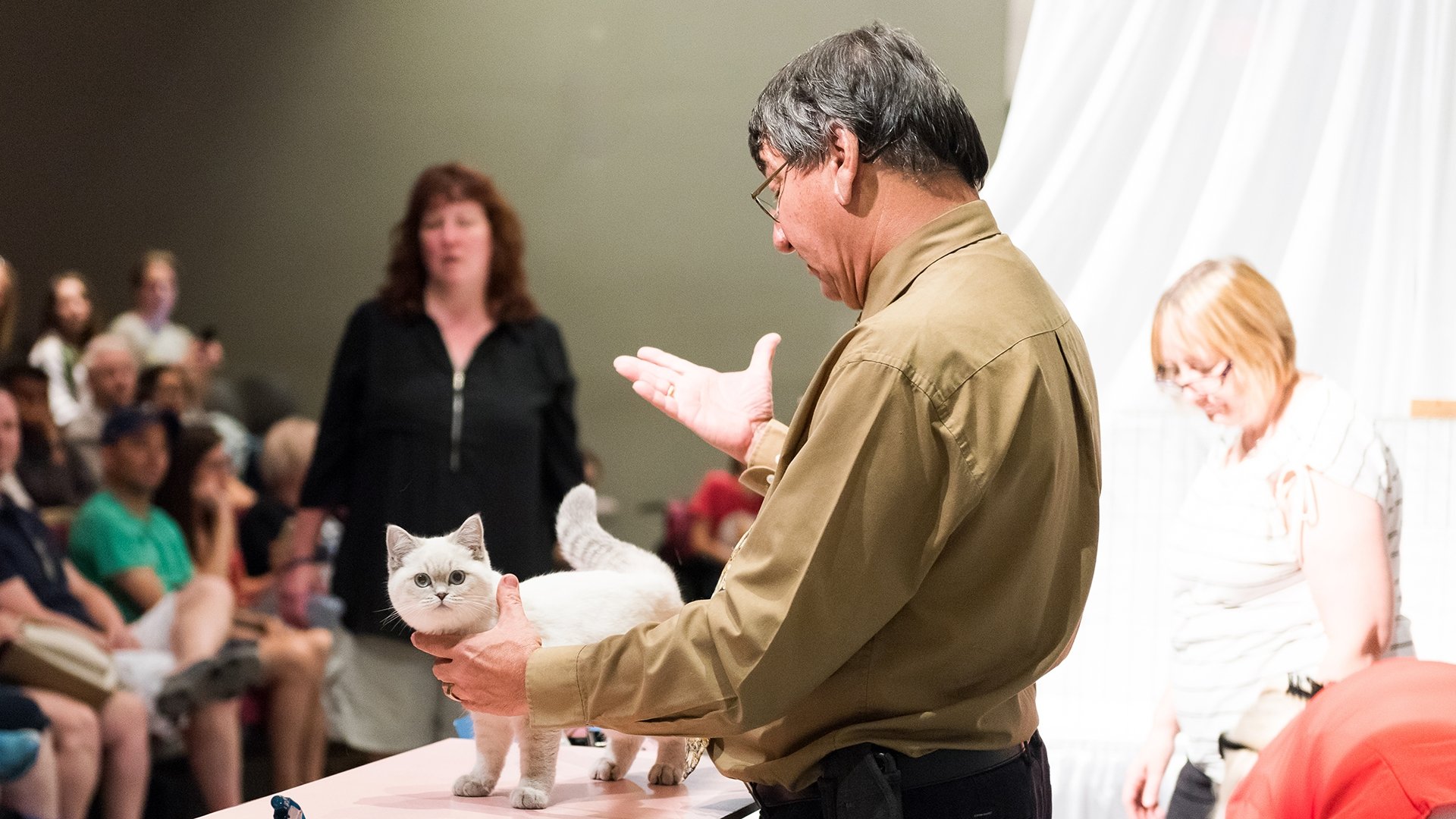 Catwalk: Tales from the Catshow Circuit Background